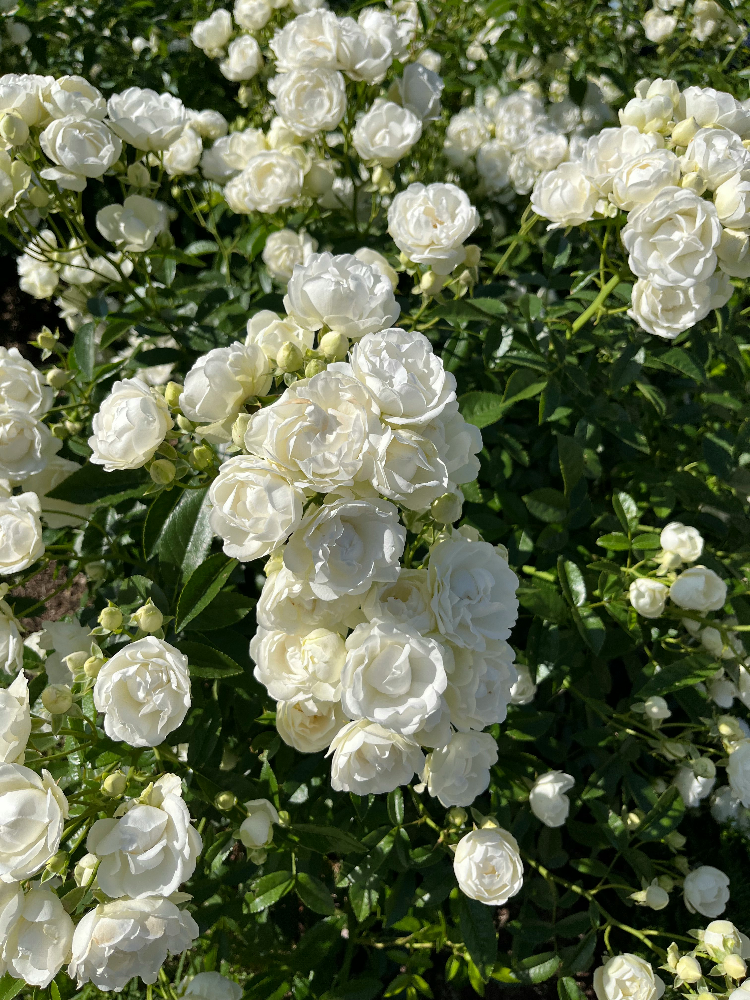 白いバラの花束のように咲く花畑のクローズアップ