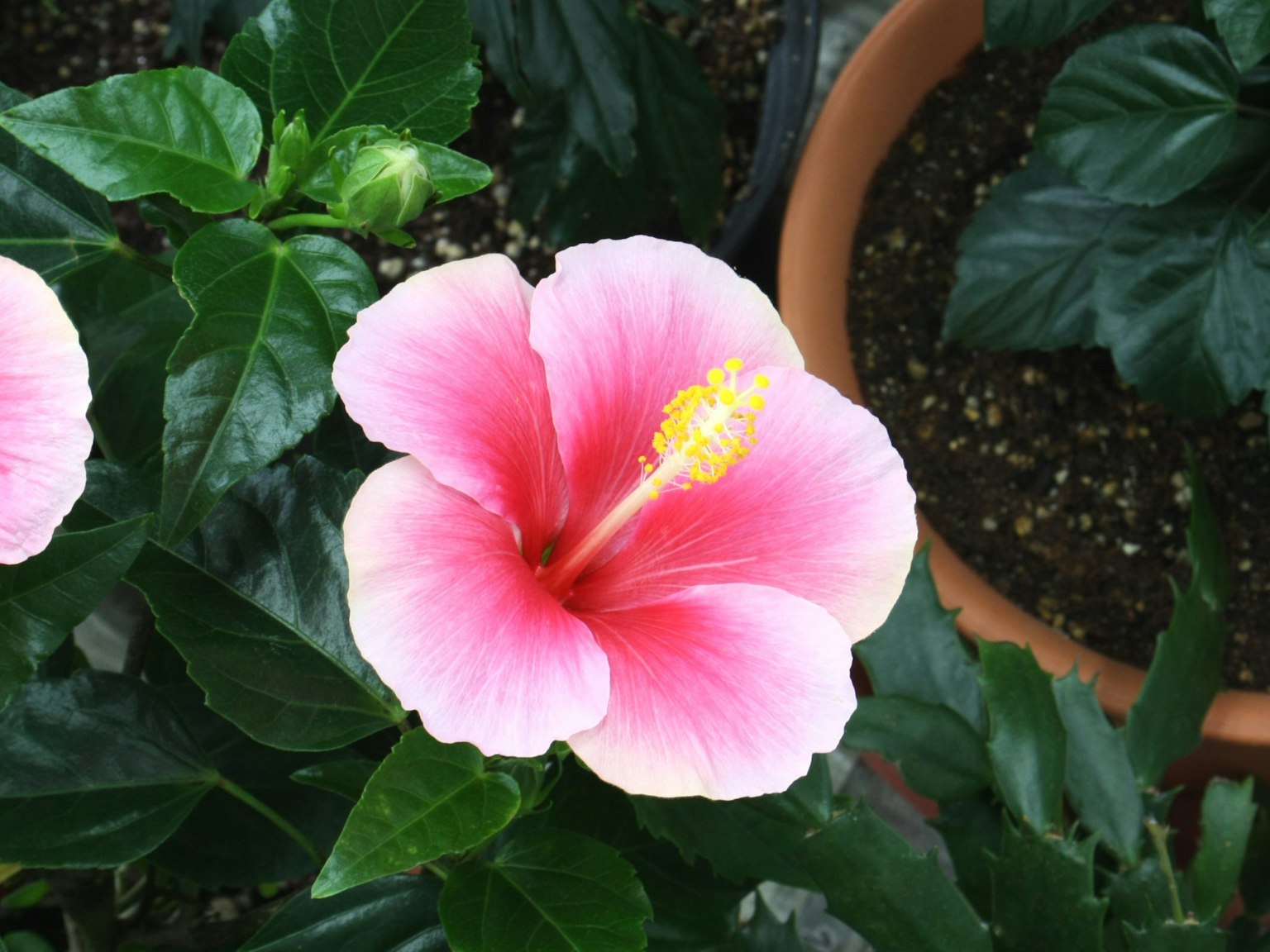 Fiore di ibisco rosa che sboccia tra foglie verdi