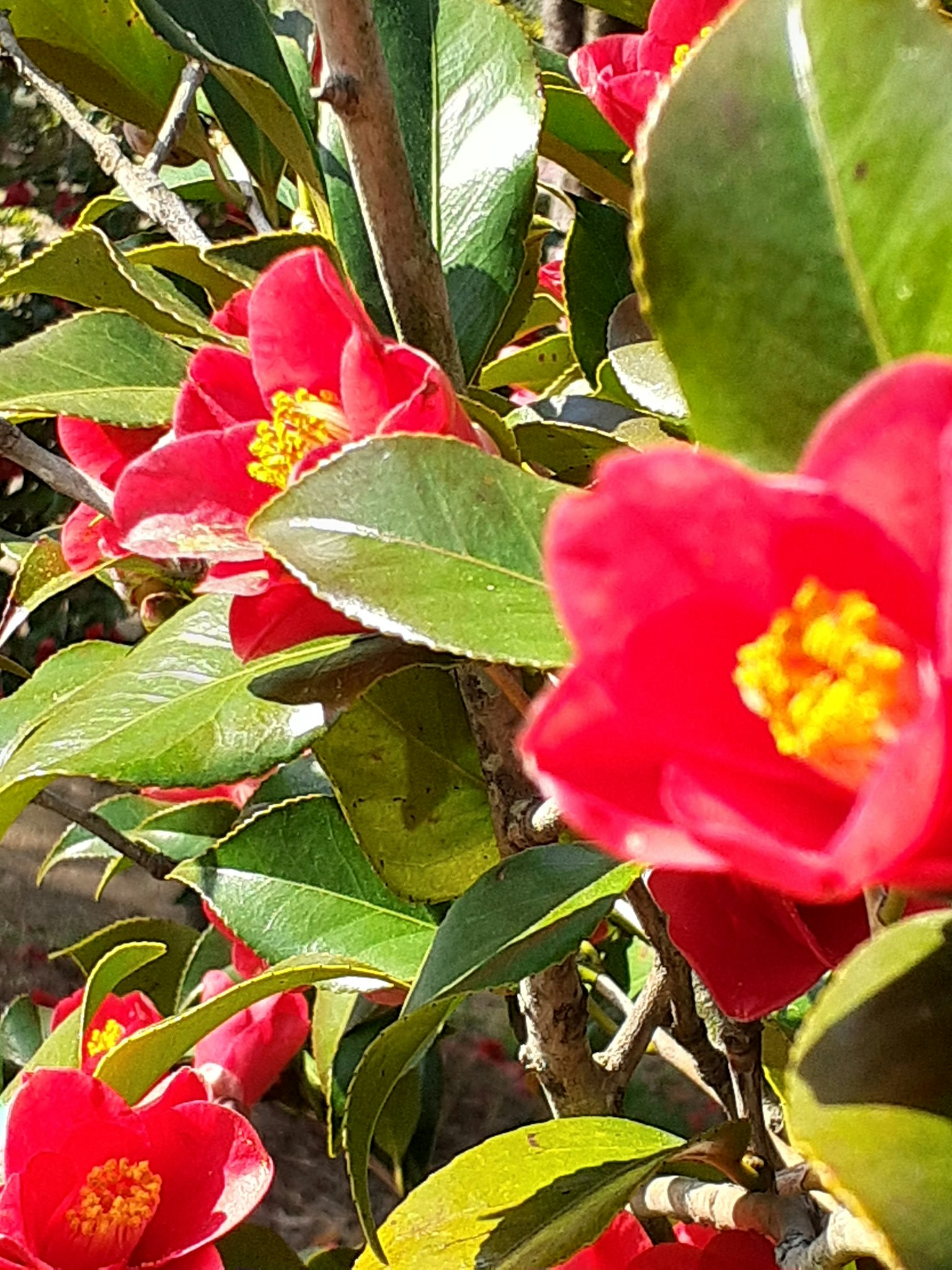 Primo piano di fiori di camelia con petali rossi vivaci e foglie verdi