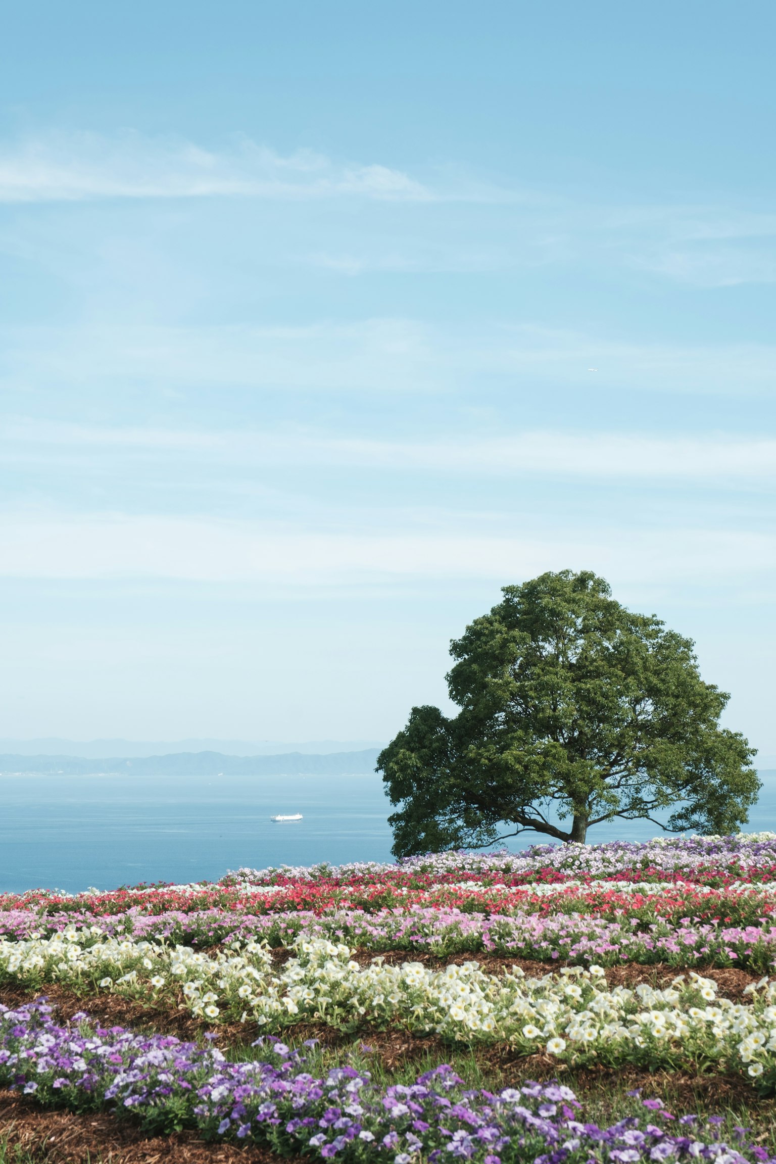 Colorful flower field under a blue sky with a single tree