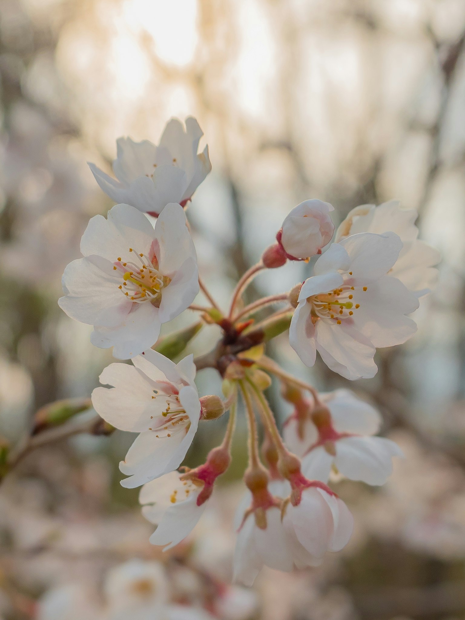 Close-up bunga sakura dengan kelopak putih dan serbuk sari kuning