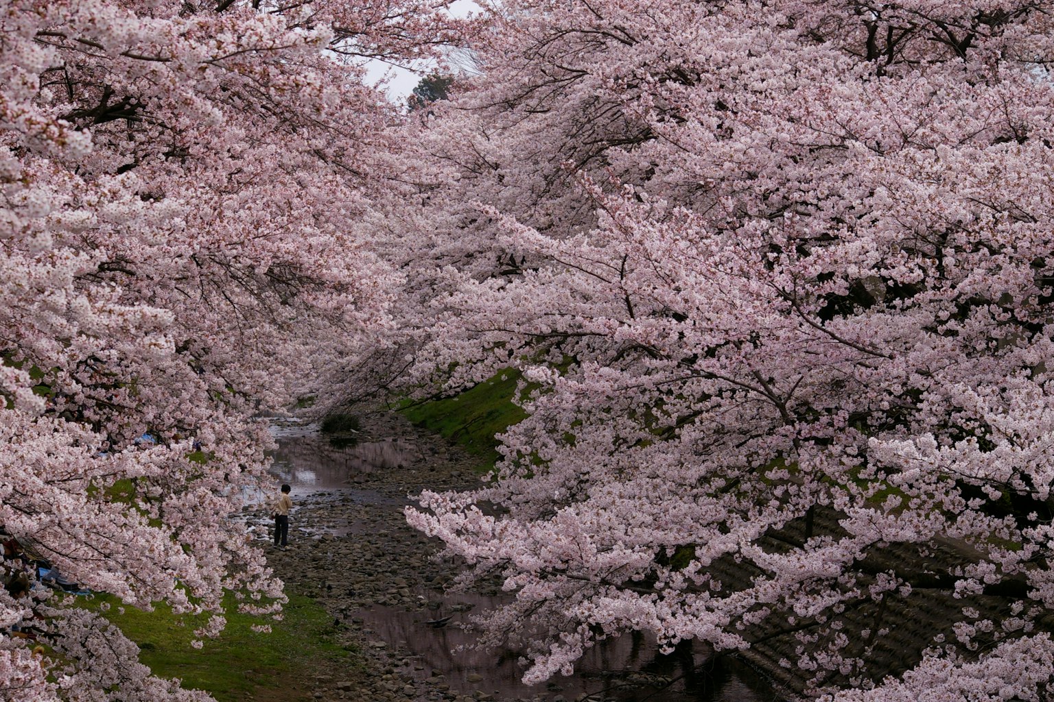 Pemandangan bunga sakura mekar di sepanjang aliran sungai