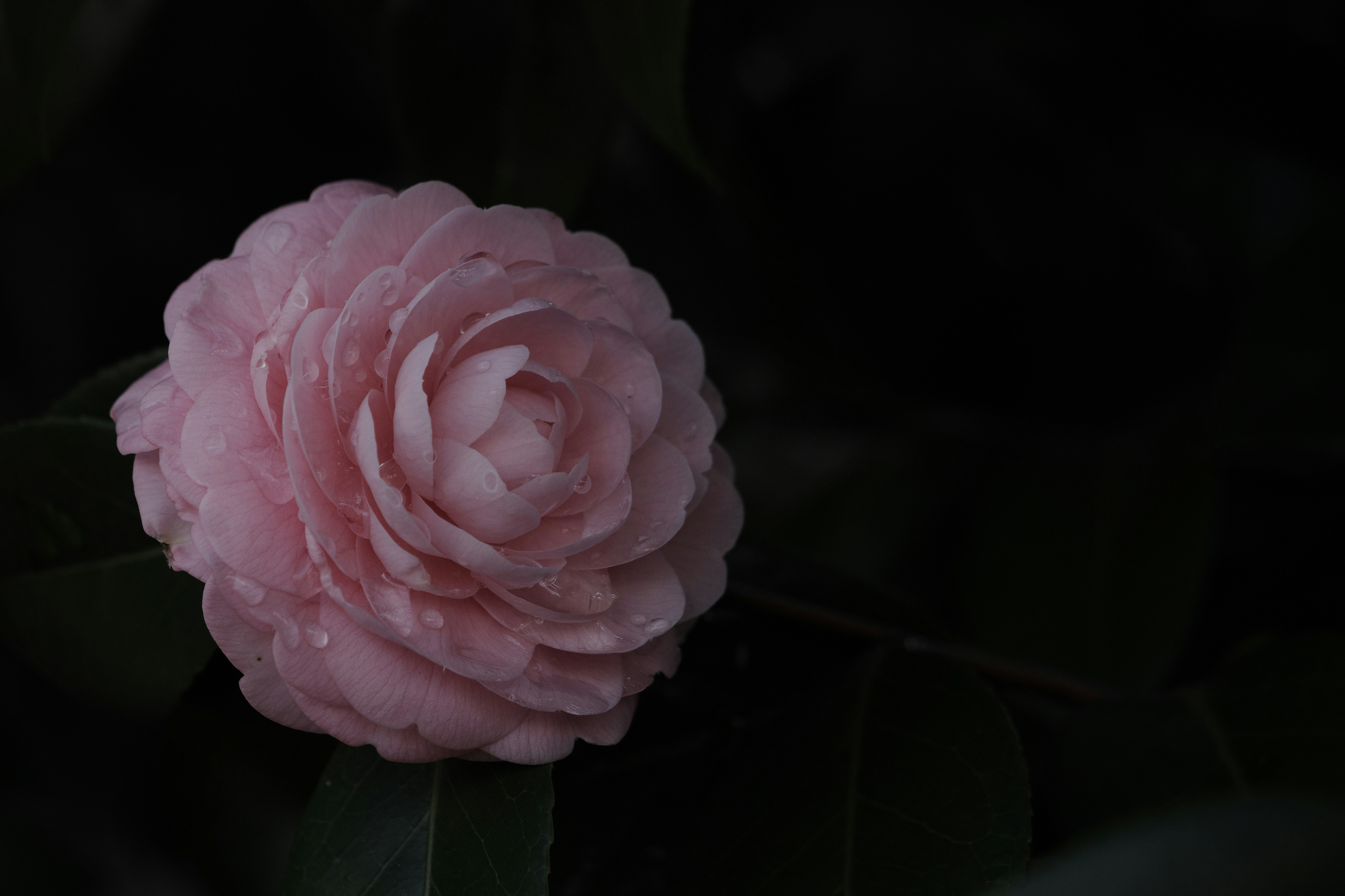 ピンクの乙女椿（TSUBAKI）の花のクローズアップ
