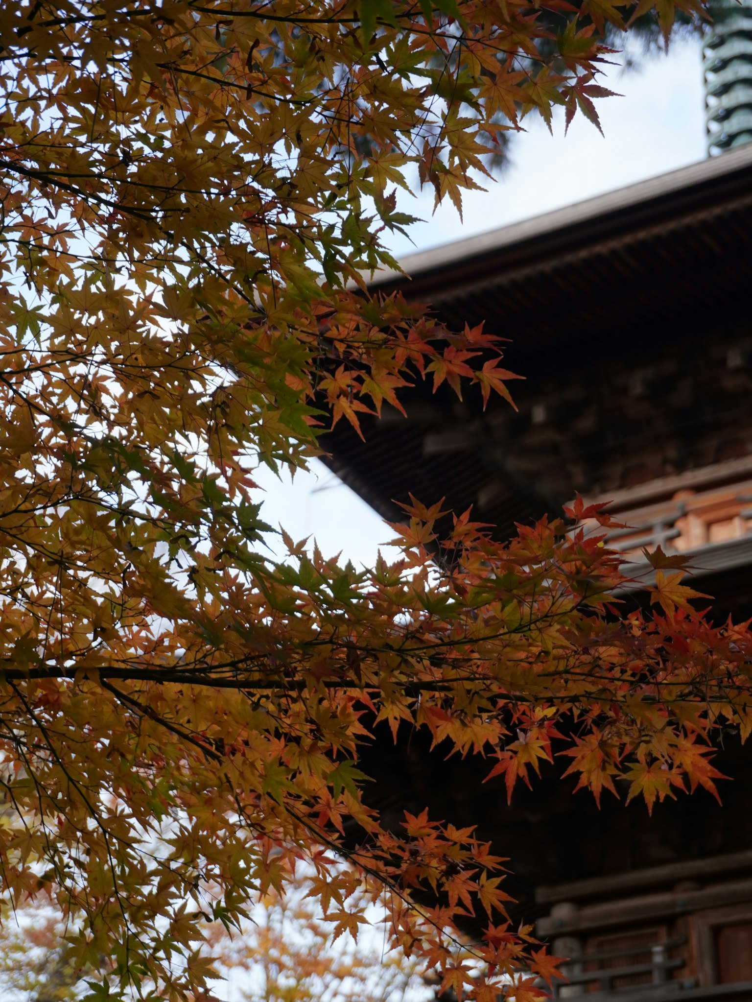 紅葉した葉と伝統的な建物の一部が映る秋の風景