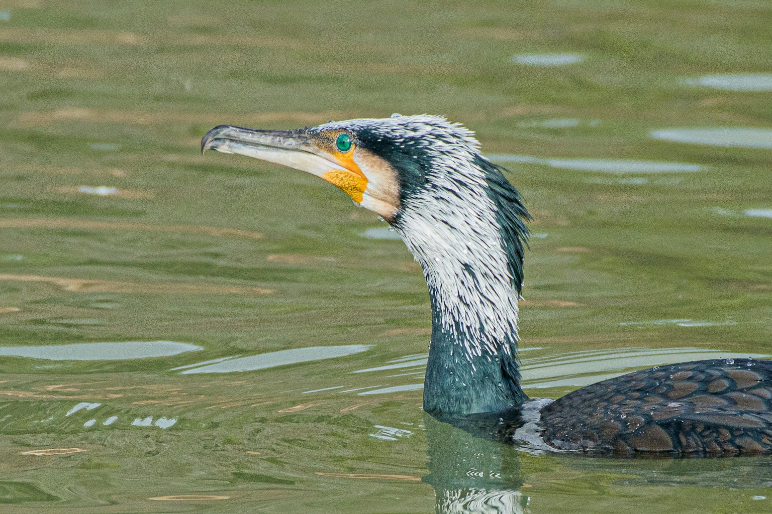 Primo piano di un cormorano che nuota in acqua con caratteristiche distintive