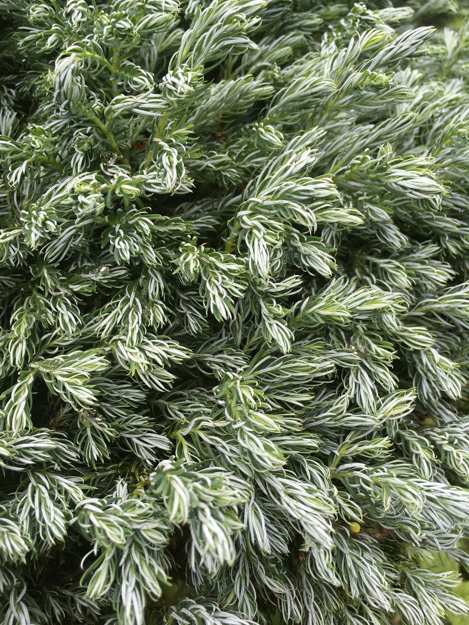Primo piano di una pianta verde lussureggiante con foglie piumose