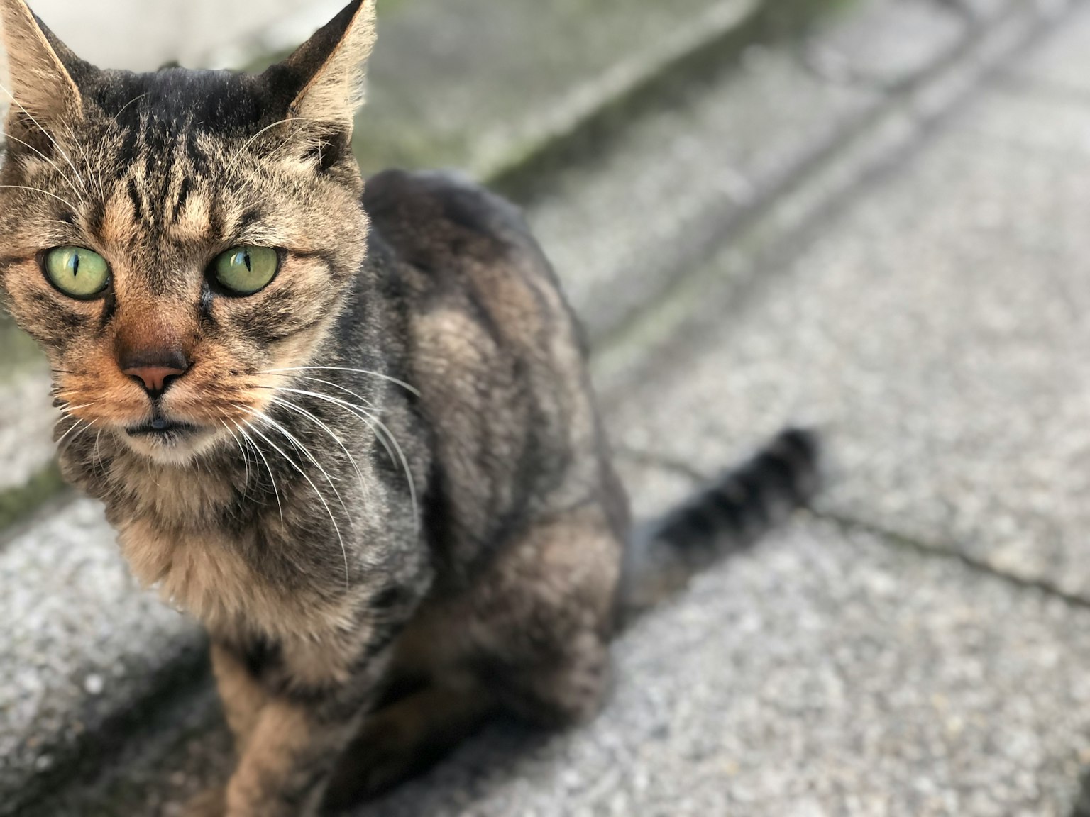 一只灰色虎斑猫近距离坐着