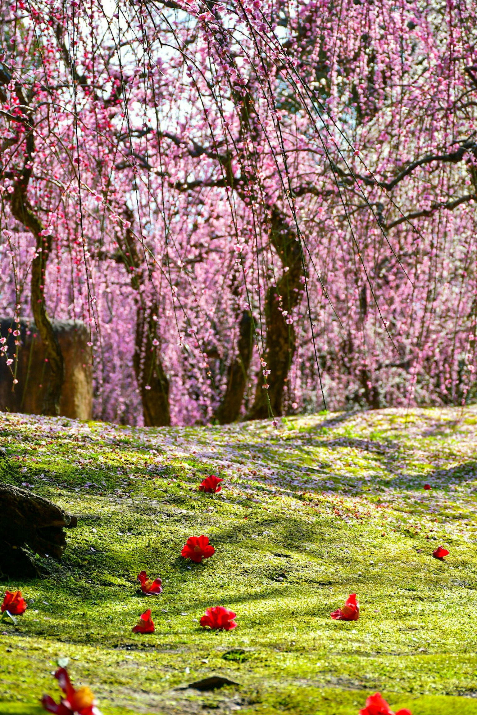 Paysage printanier avec des fleurs roses et des fleurs rouges éparpillées sur de l'herbe verte