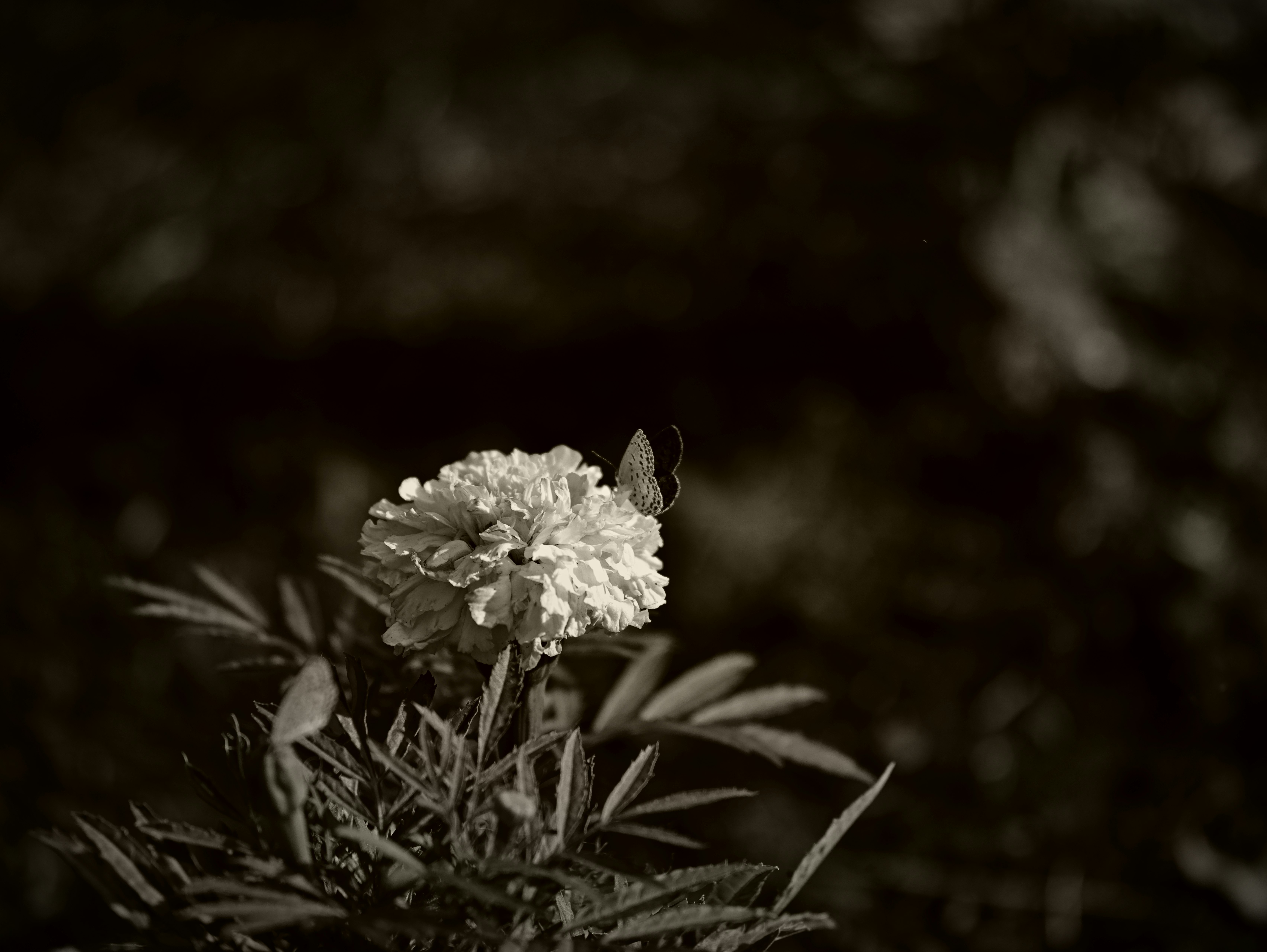 Black and white photo of a white flower with a butterfly