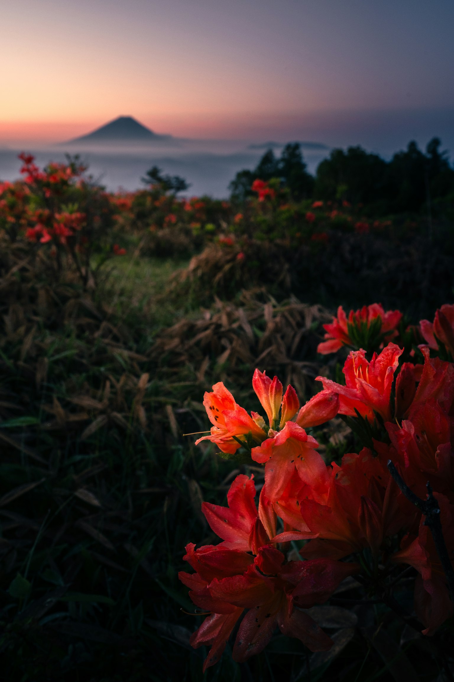 Fleurs rouges vibrantes au crépuscule avec une montagne en arrière-plan