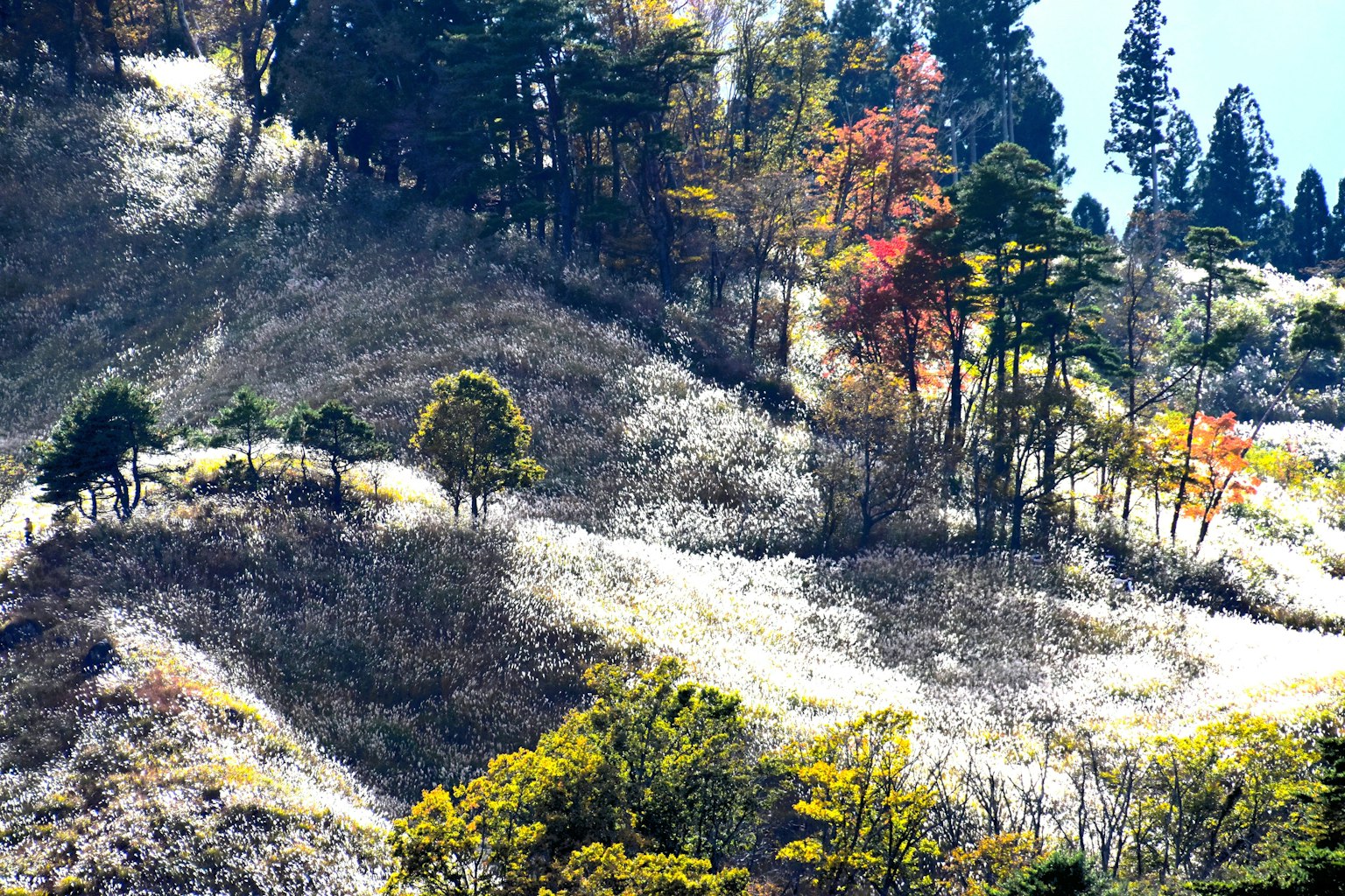 美丽的山景，有绿色树木和五彩斑斓的叶子