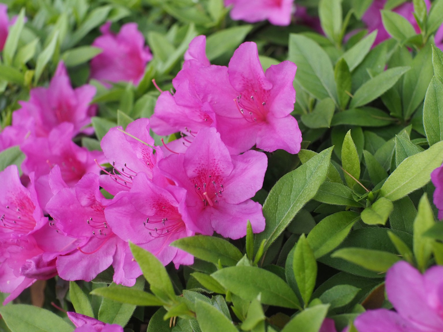 Fiori di azalea rosa vivace circondati da foglie verdi