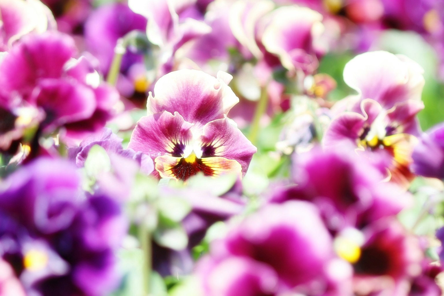 Scena vivace di fiori di pansè viola in fiore