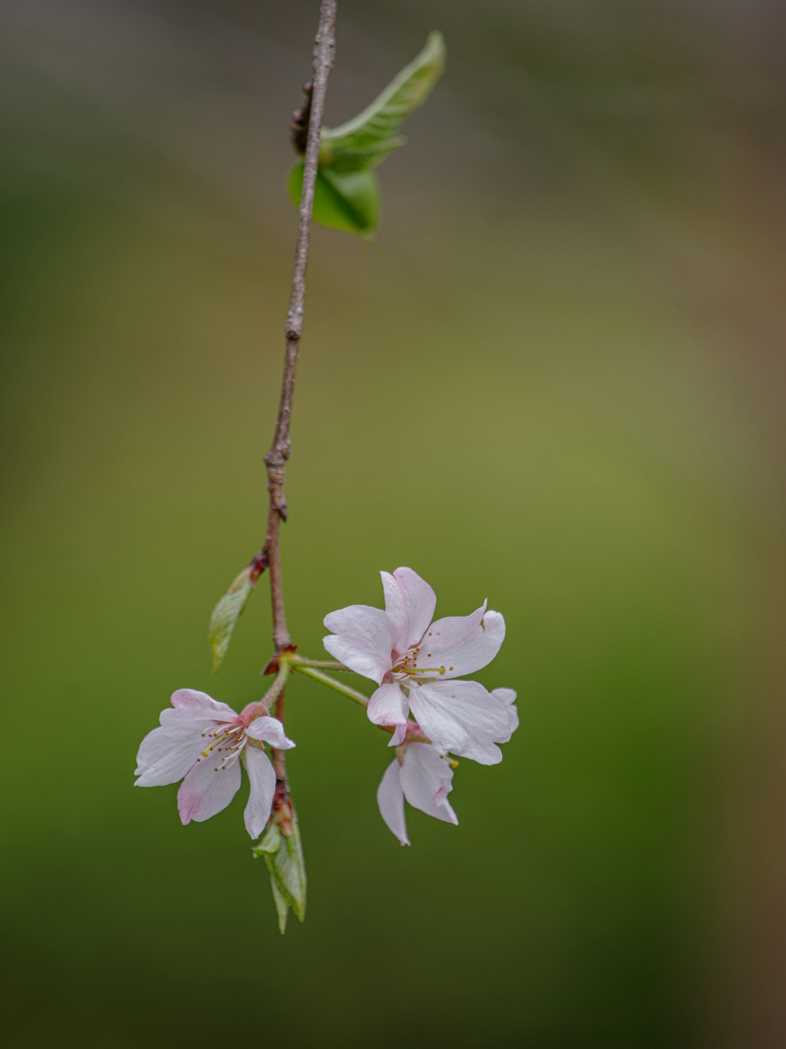 Gros plan de fleurs de cerisier sur fond vert