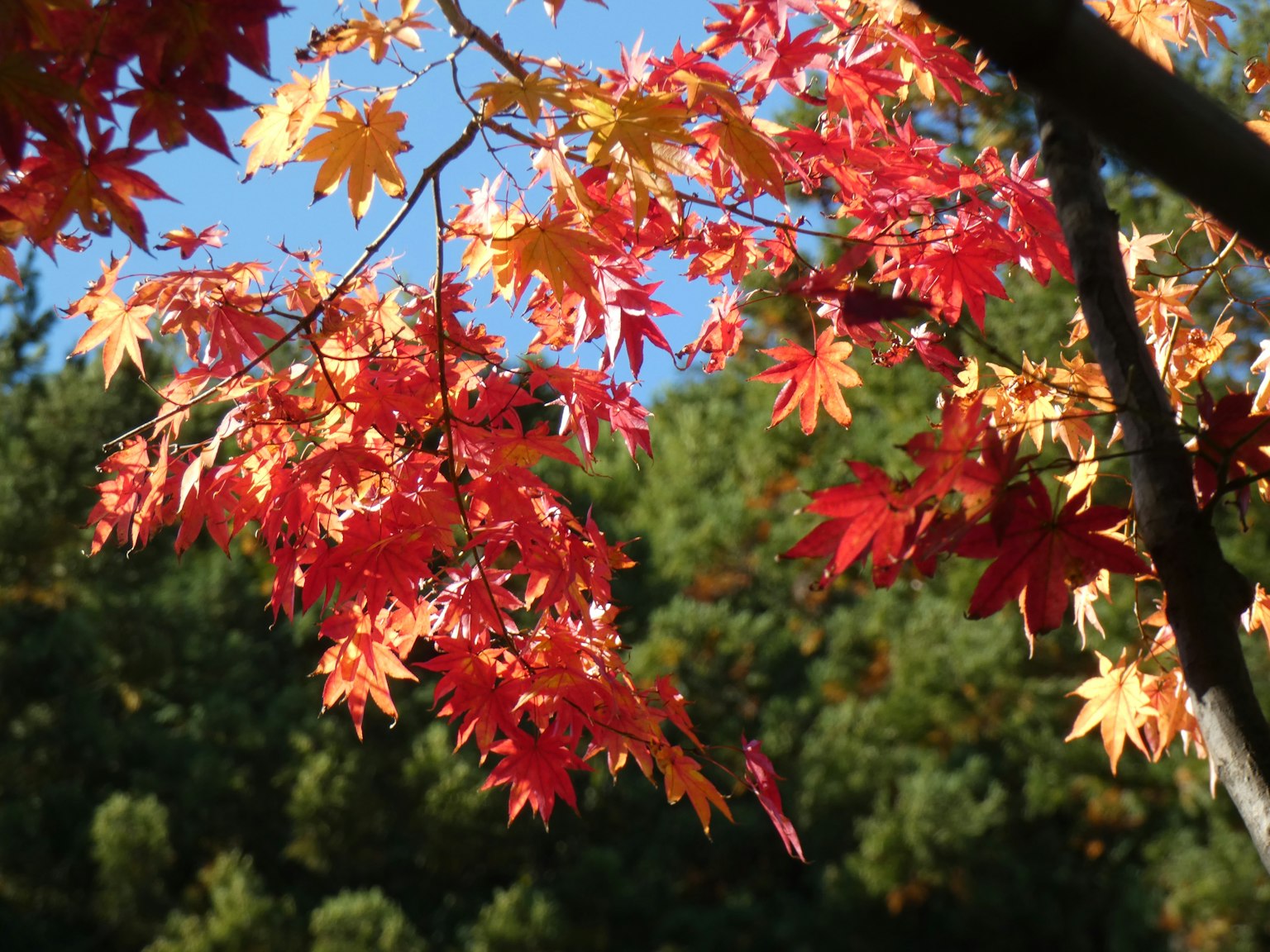 Vibrant red and orange leaves on a tree branch under a blue sky