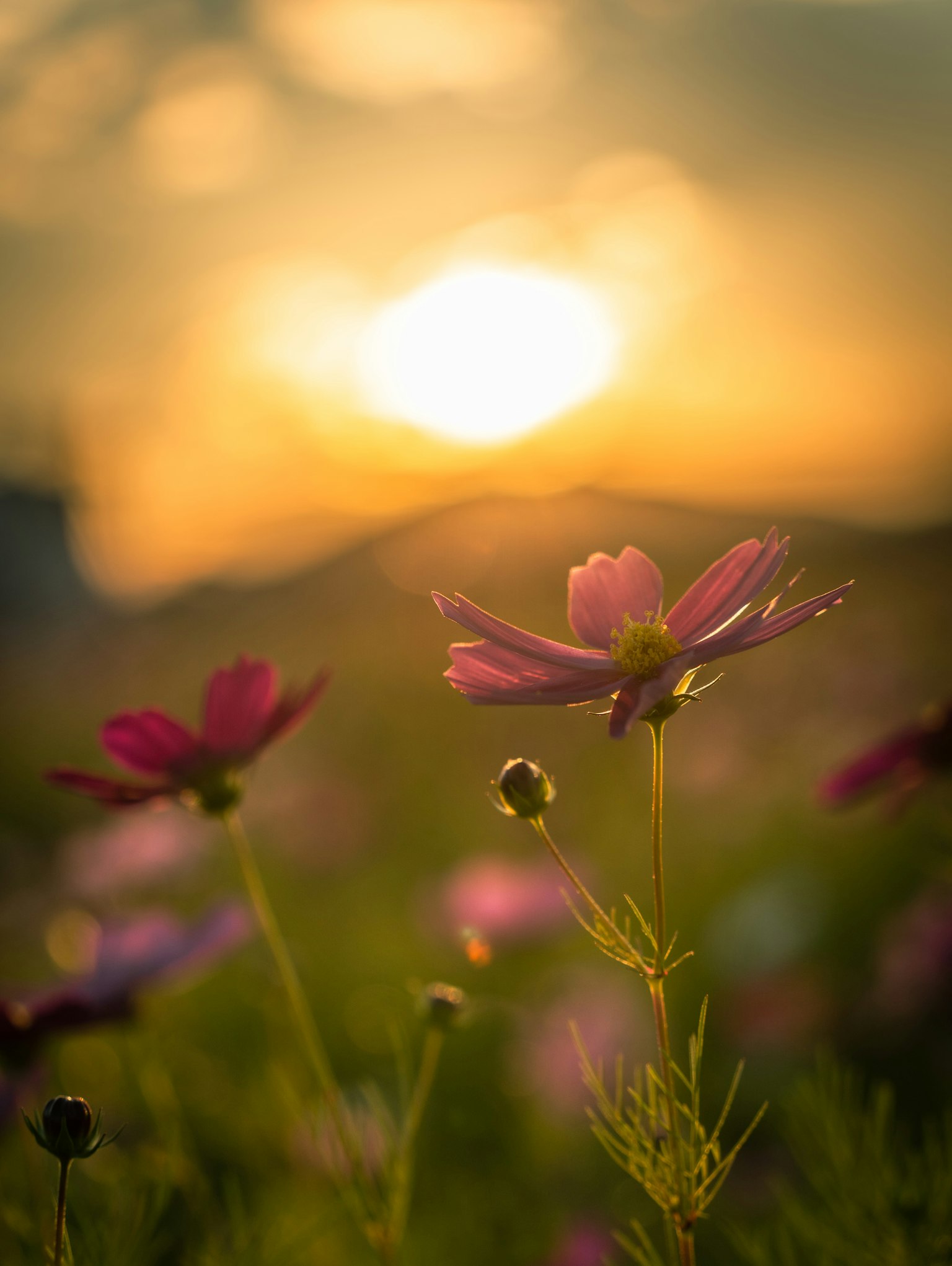 해질녘 배경의 코스모스 꽃