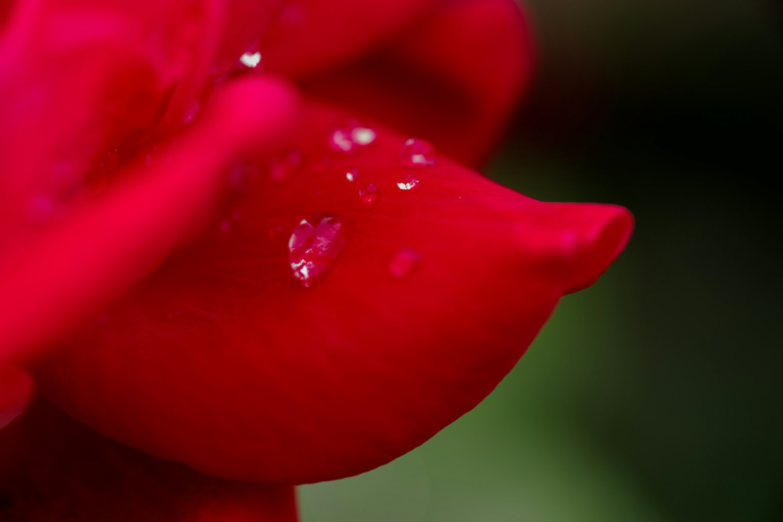 Close-up of a vibrant red rose petal with water droplets