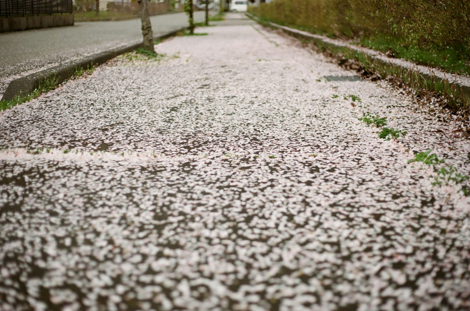 Acera cubierta de pétalos de flores de cerezo caídos