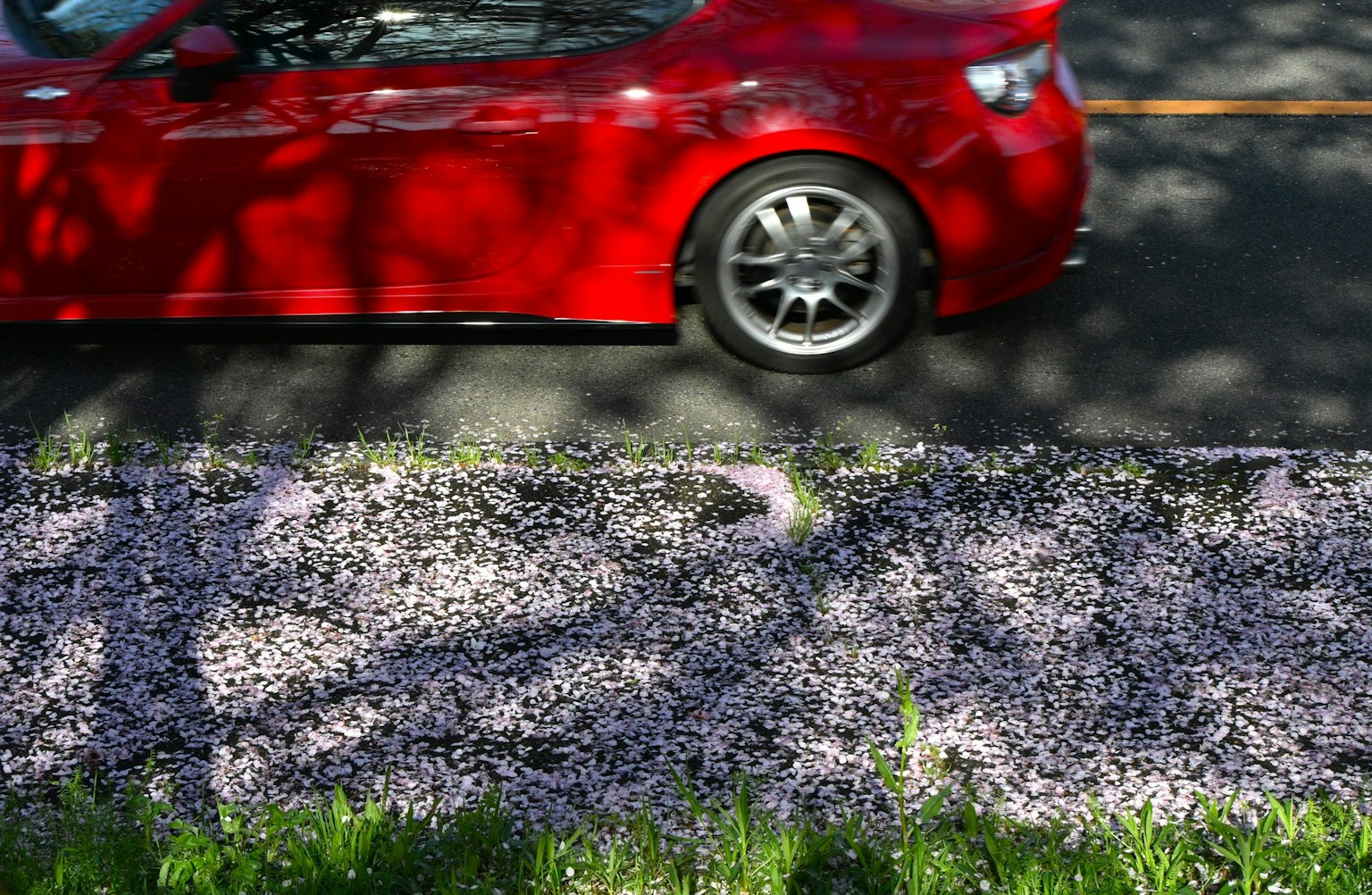 Rotes Auto neben einer Straße, die mit Kirschblütenblättern bedeckt ist