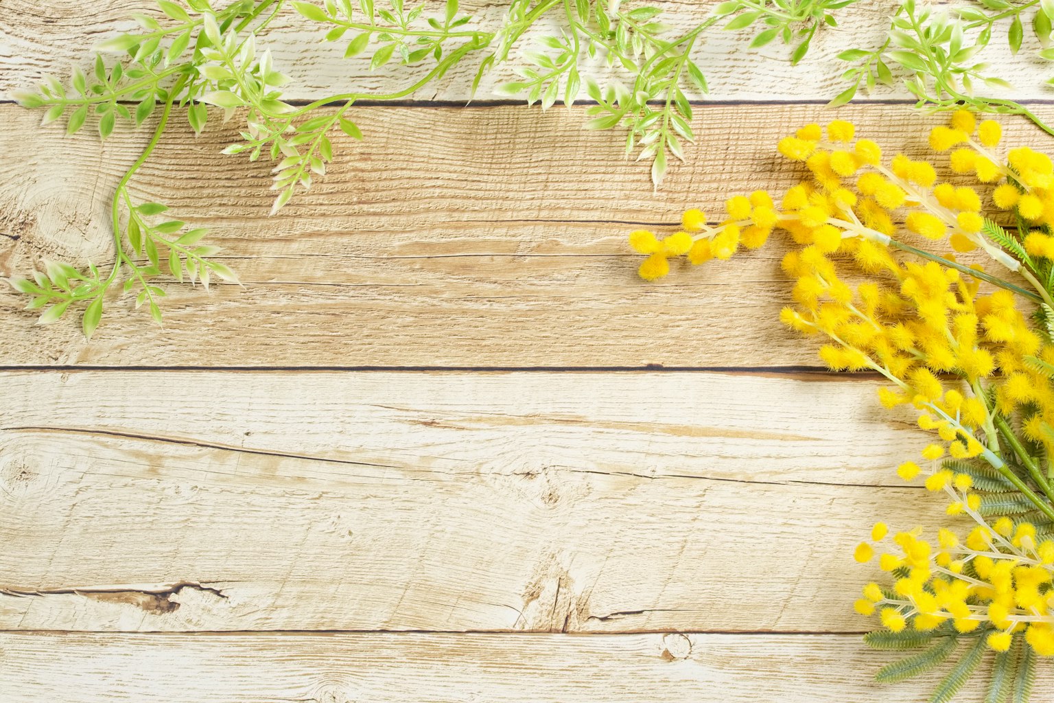 Gelbe Mimosenblüten und grüne Blätter auf einem Holztisch