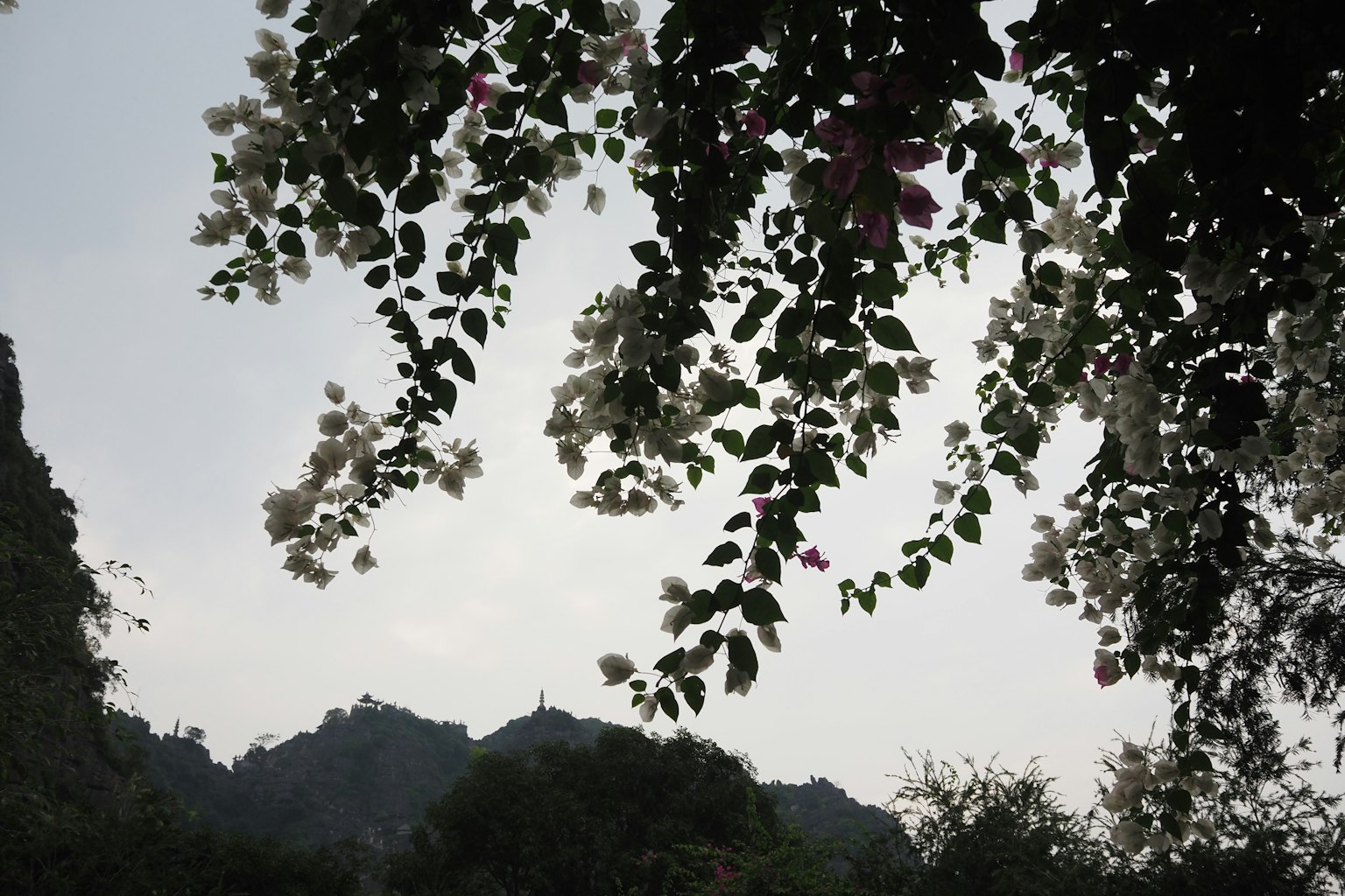 Vista panoramica di montagne con fiori di bougainvillea sotto un cielo nuvoloso