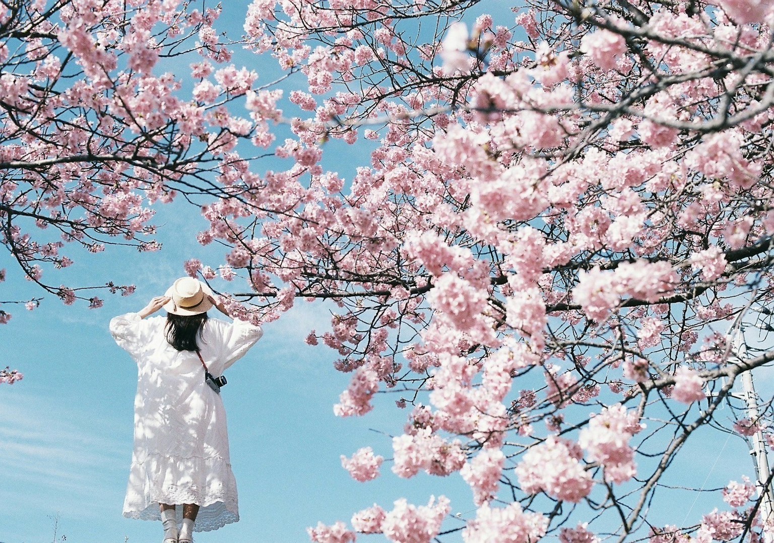 A woman in a white outfit standing under cherry blossom trees
