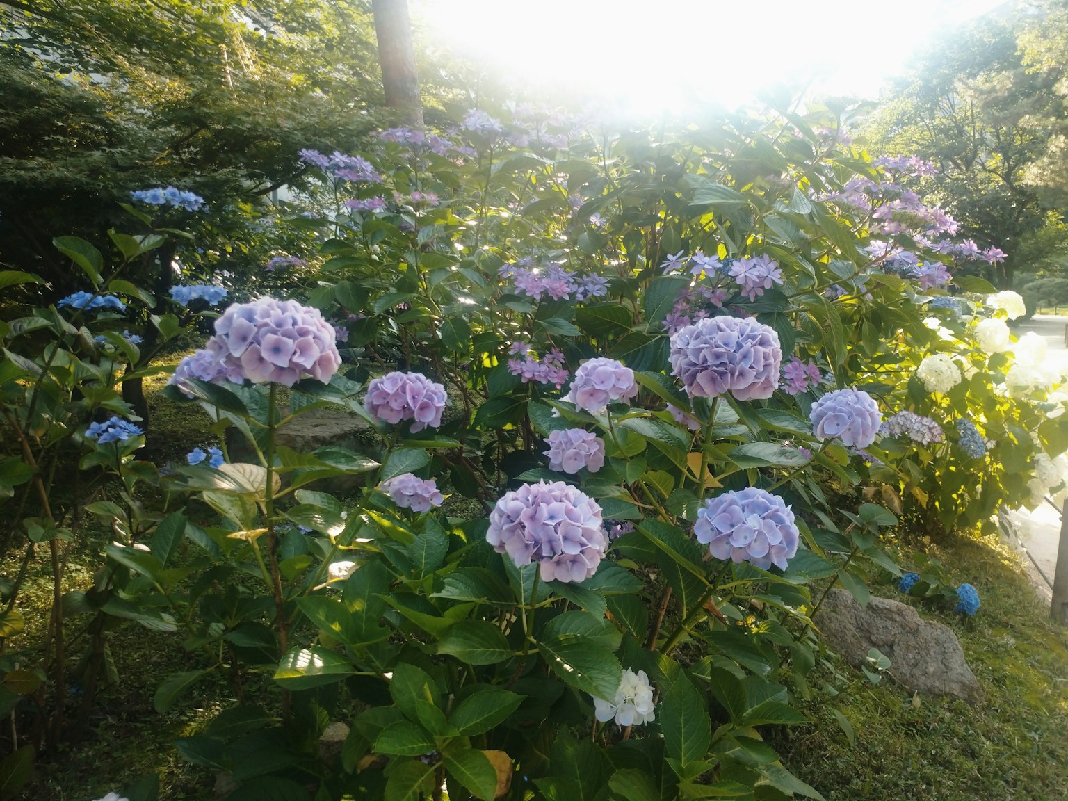 Scène de jardin avec des fleurs d'hydrangea violettes et bleues en fleurs