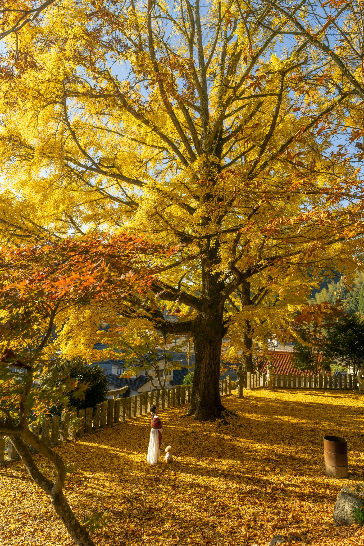 銀杏の木が並ぶ神社の参道