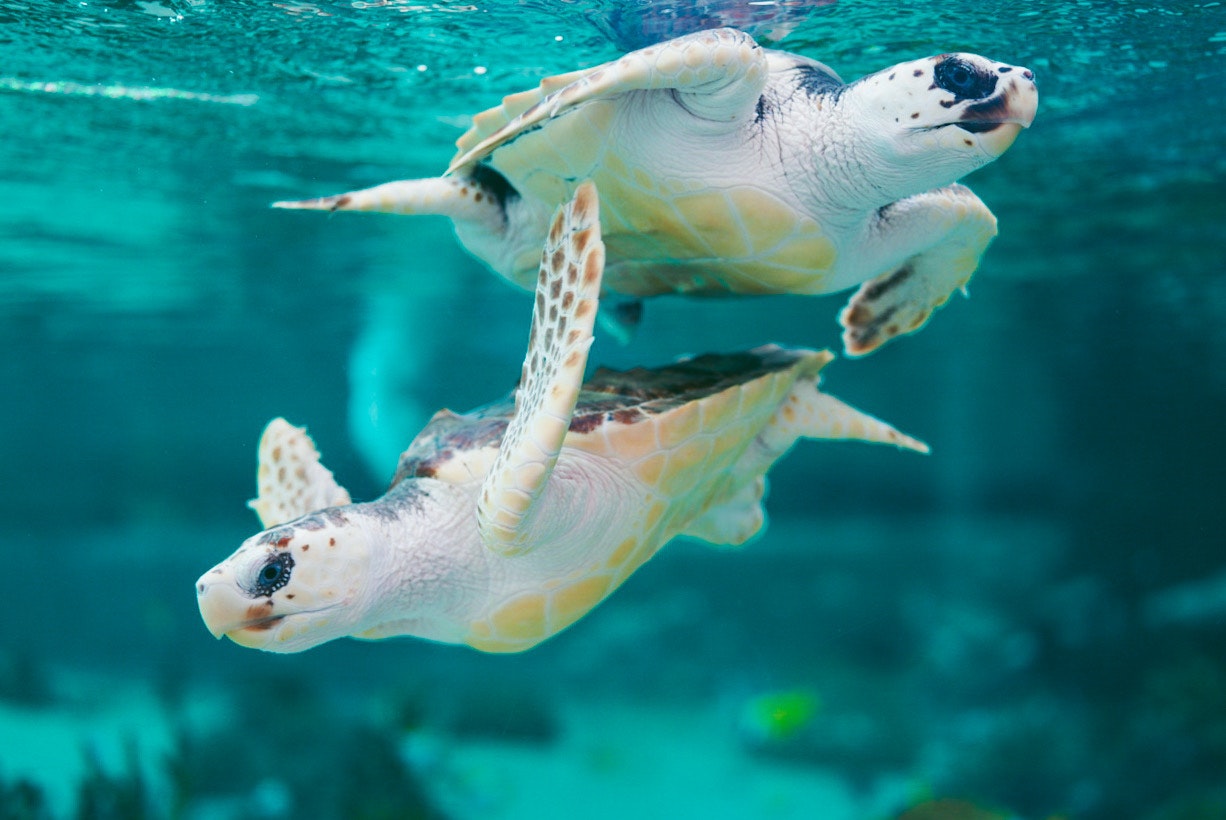 水中を泳ぐウミガメの親子
