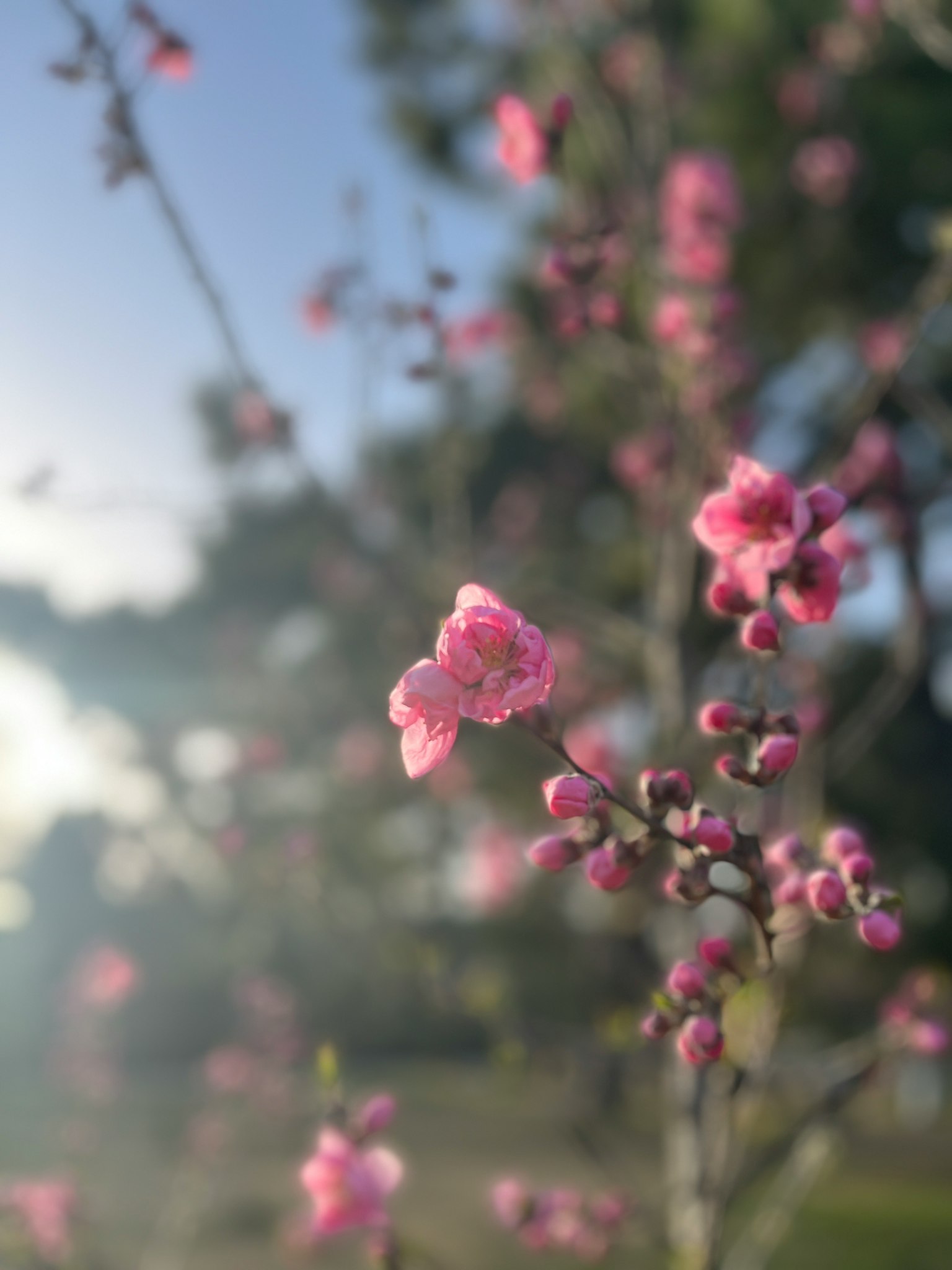 Gros plan d'une branche avec des fleurs roses en fleurs