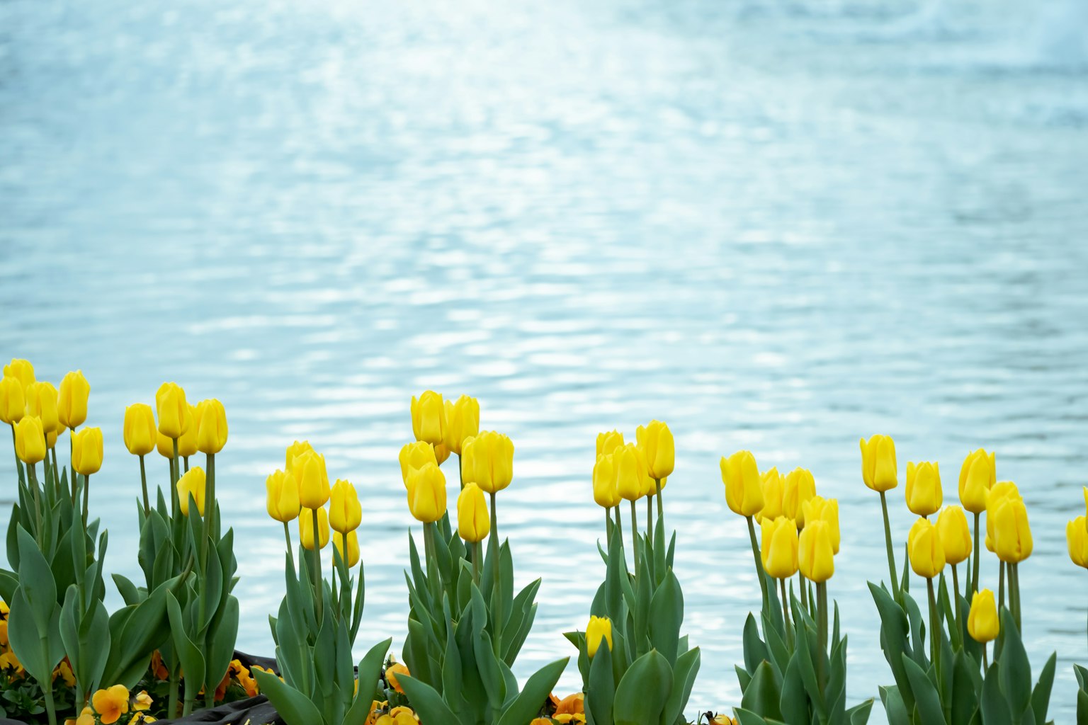 Tulipani gialli che fioriscono davanti a una superficie d'acqua serena