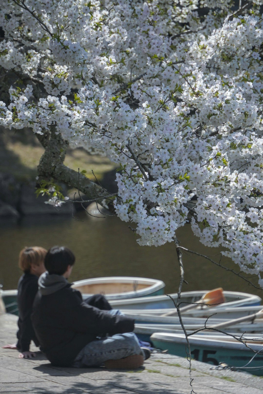 桜の木の下でボートを見つめる人