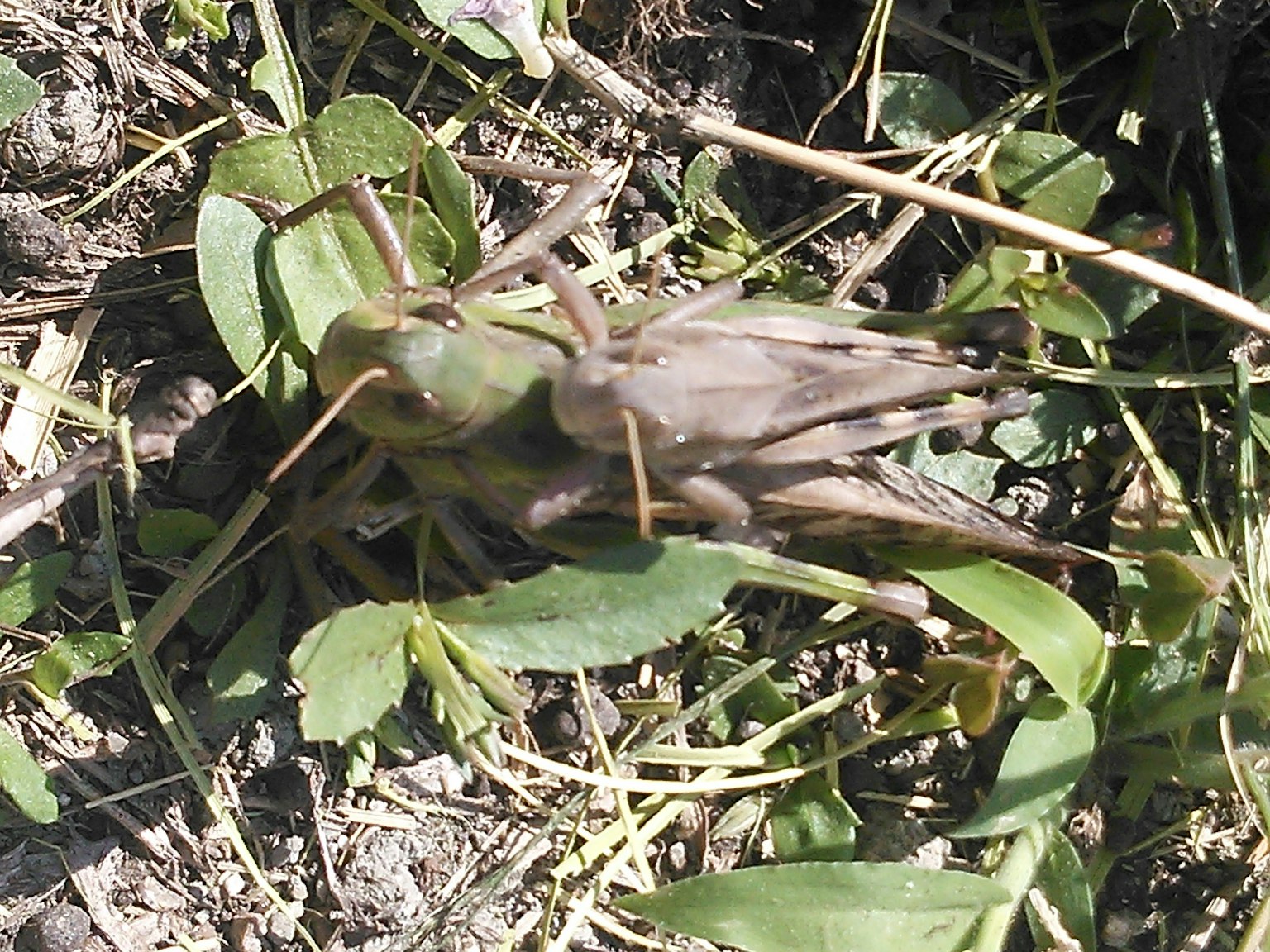 Close-up of a brown grasshopper among green leaves