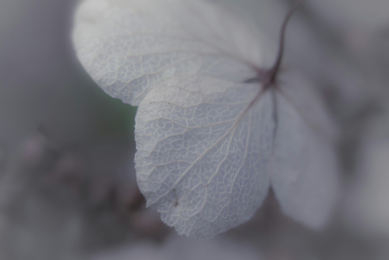 Acercamiento de una hoja blanca que resalta la textura fina y la luz suave