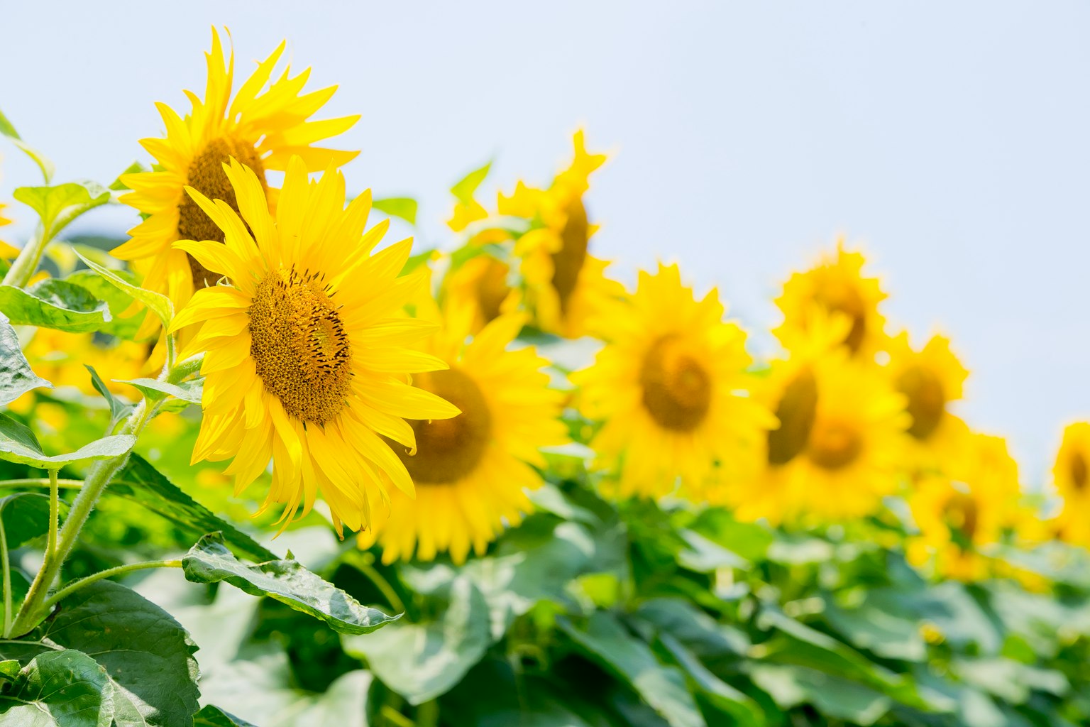 Una fila vibrante di girasoli in un campo