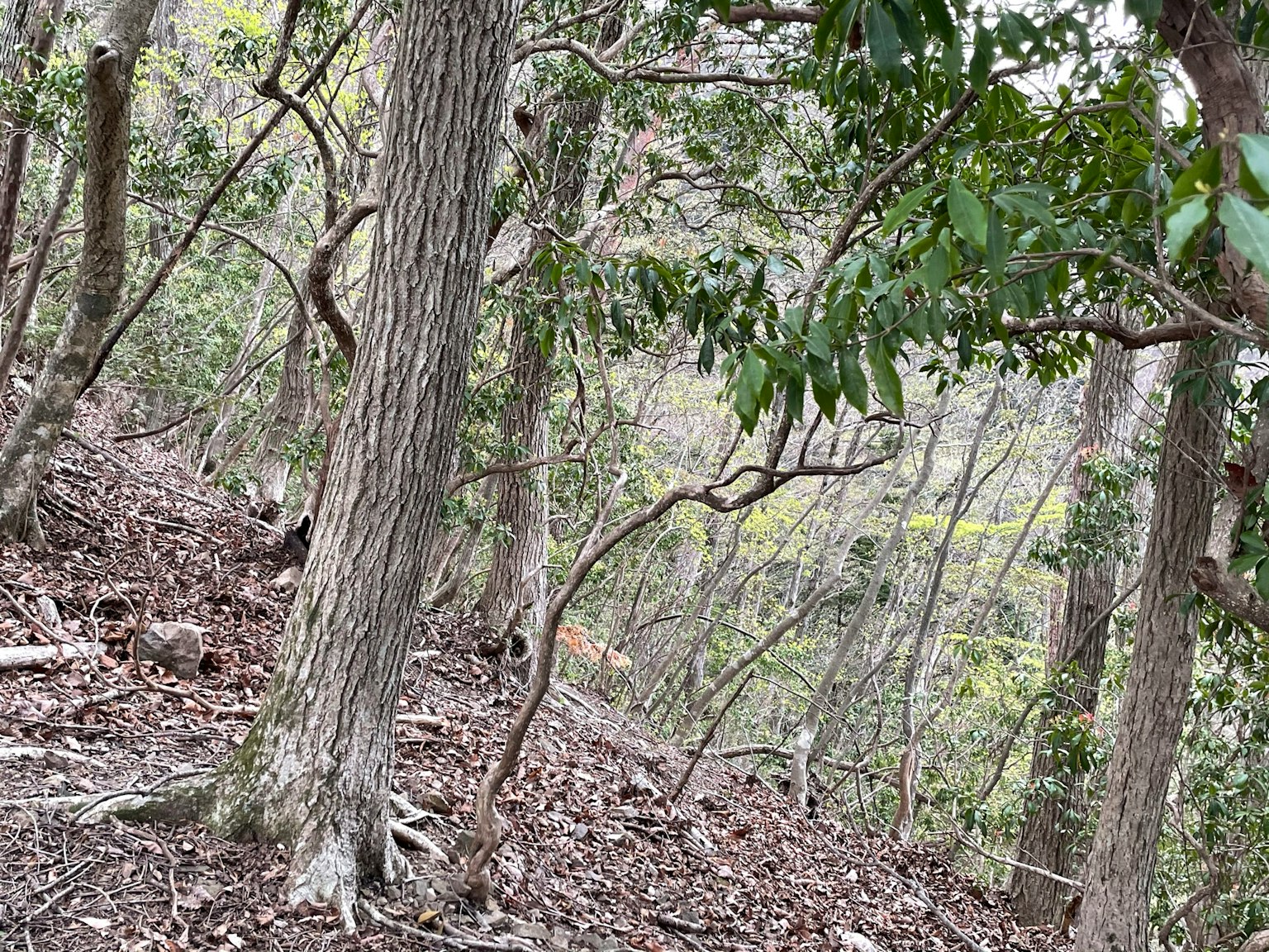 Pemandangan hutan dengan pohon-pohon di tanah miring