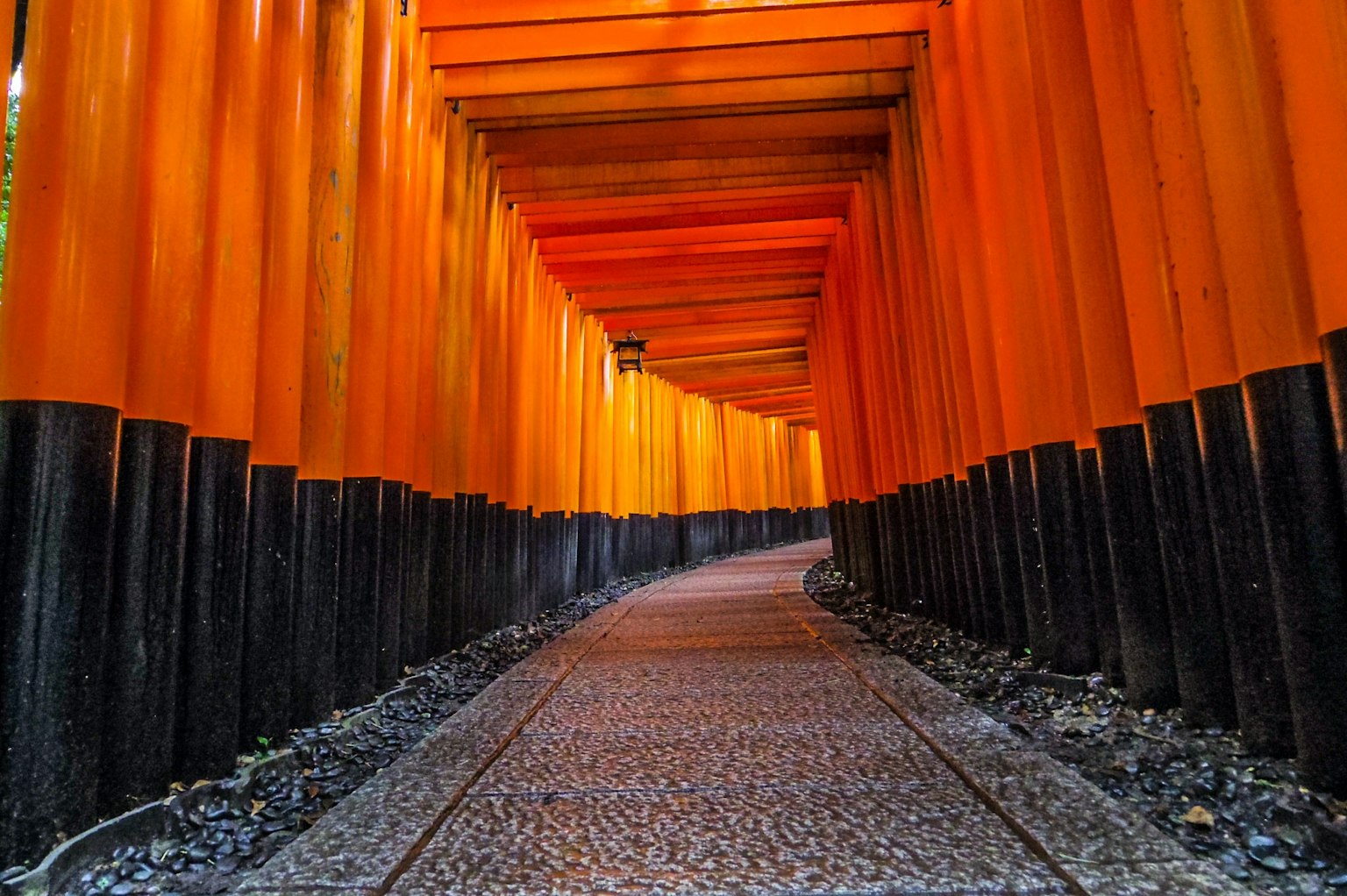 Un sentiero fiancheggiato da vivaci torii arancioni