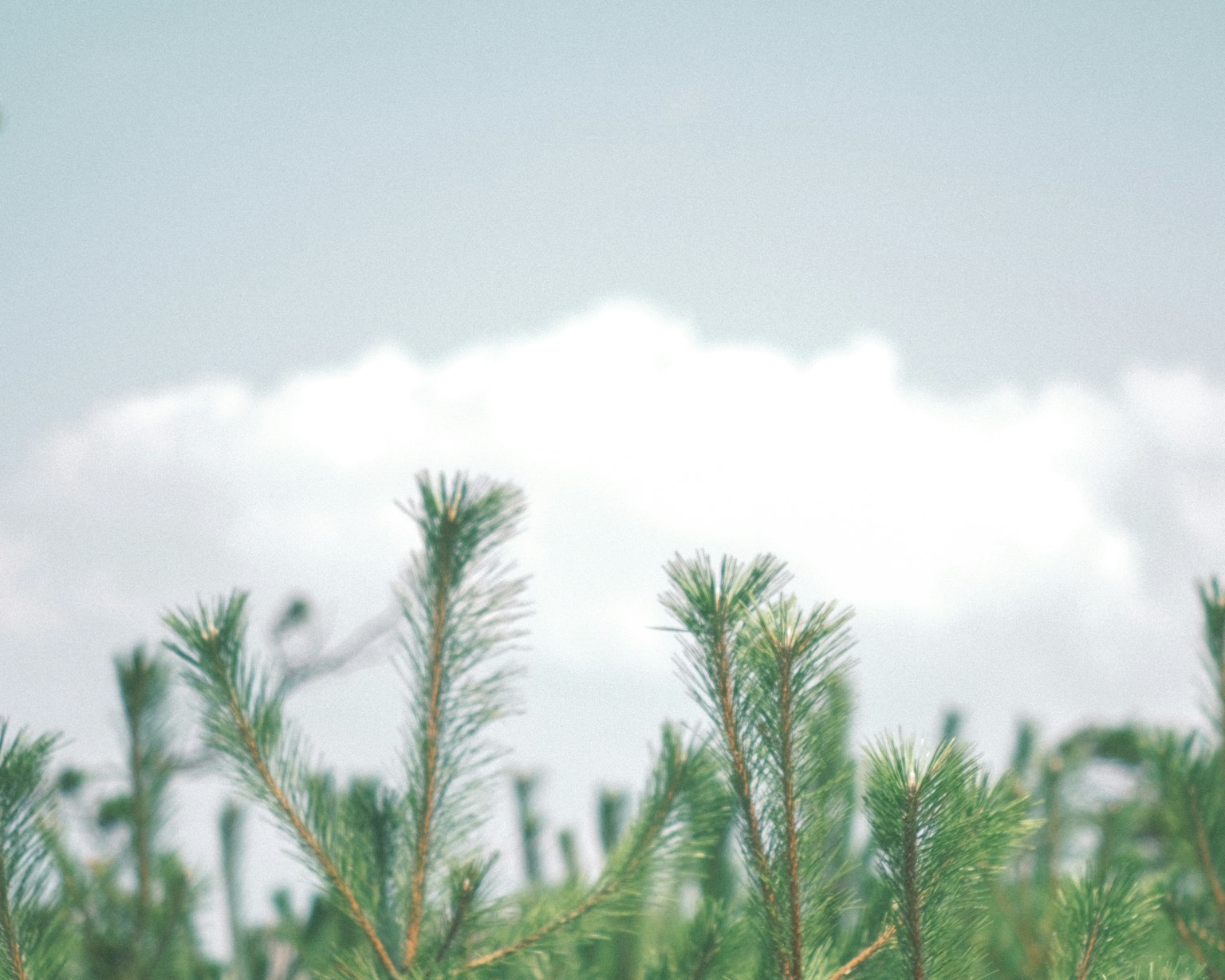 Pine branches under a blue sky with soft white clouds