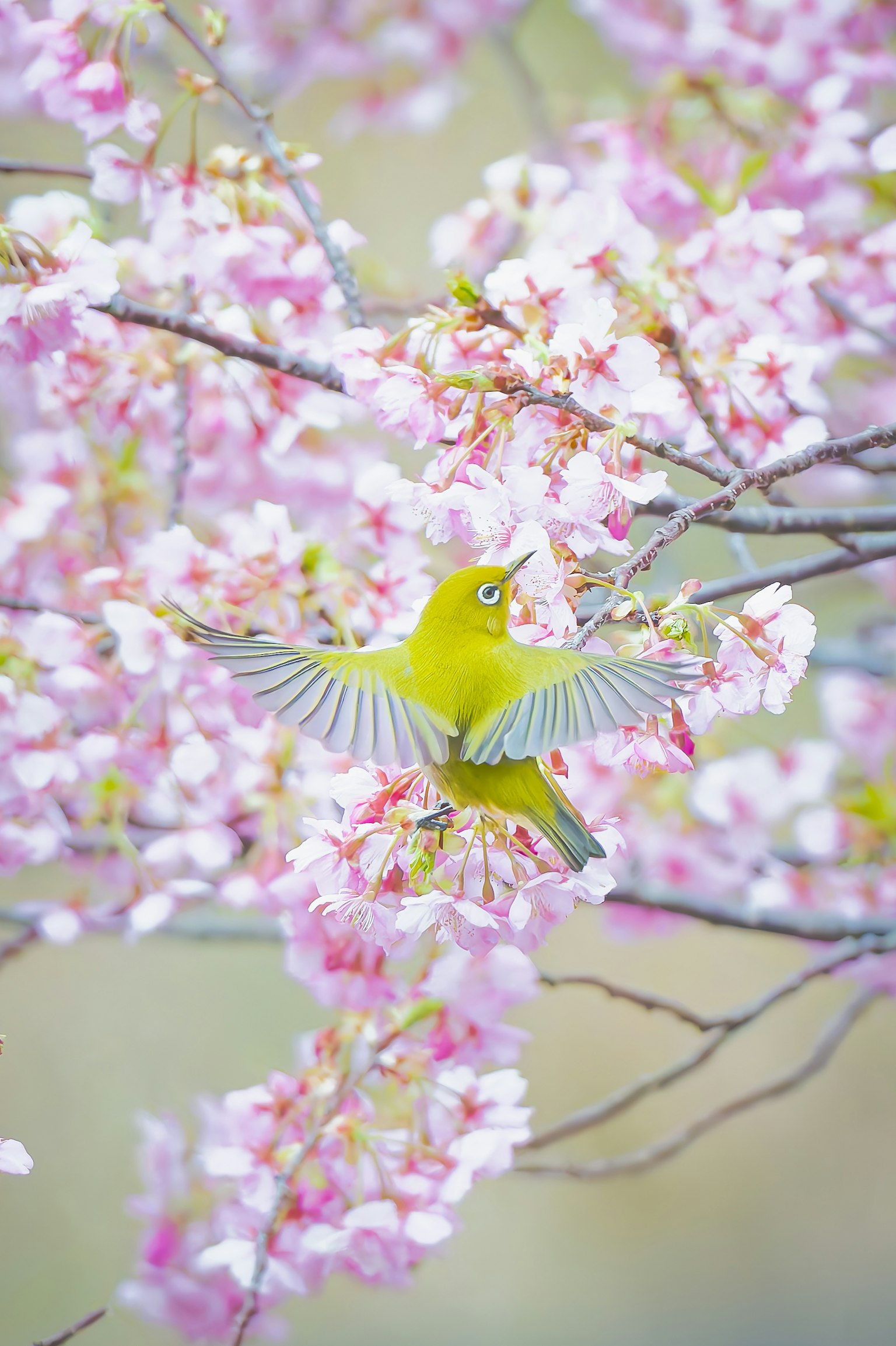 Ein japanischer Augenblickvogel breitet seine Flügel unter Kirschblüten aus