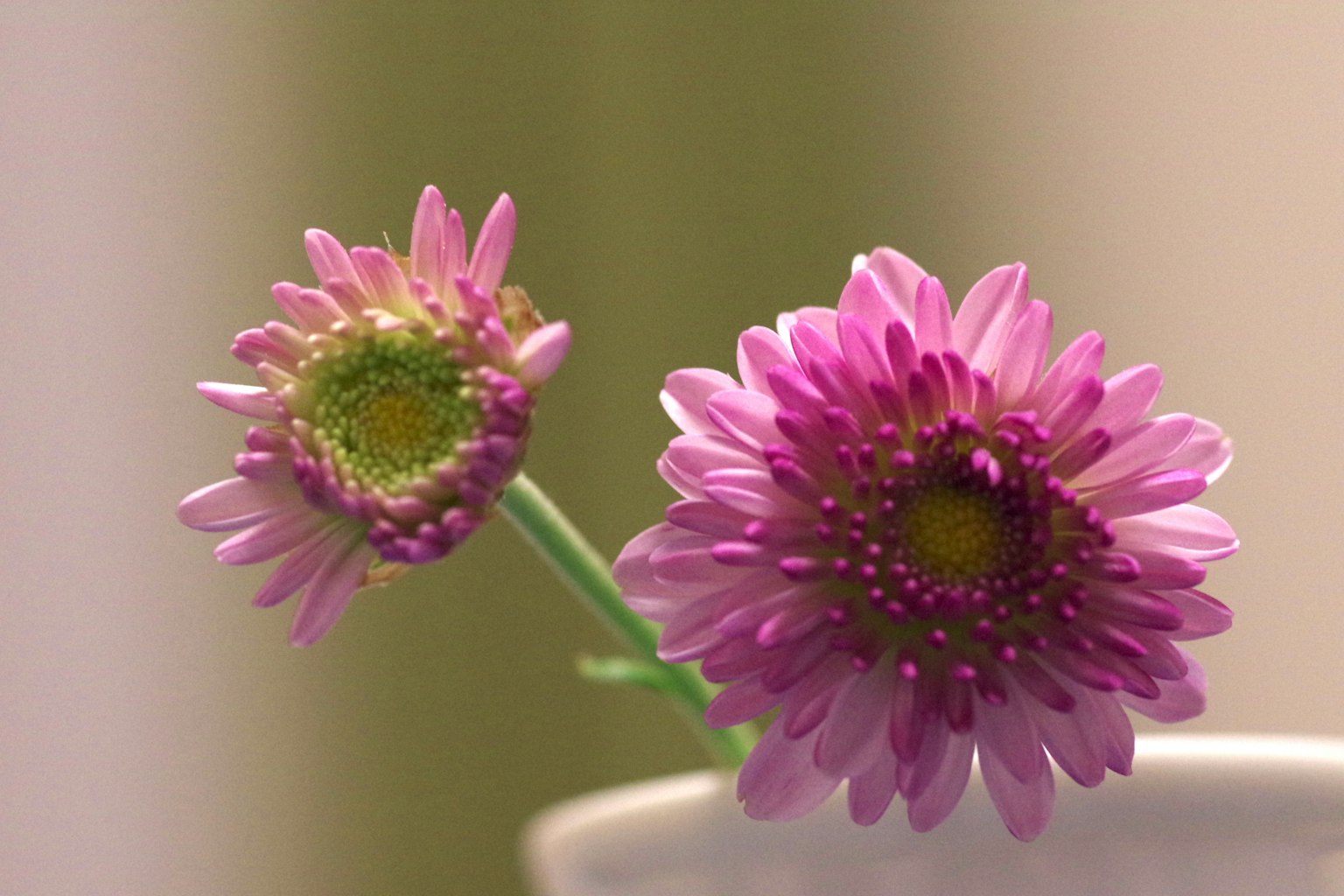 Two pink flowers in a white pot with a soft background