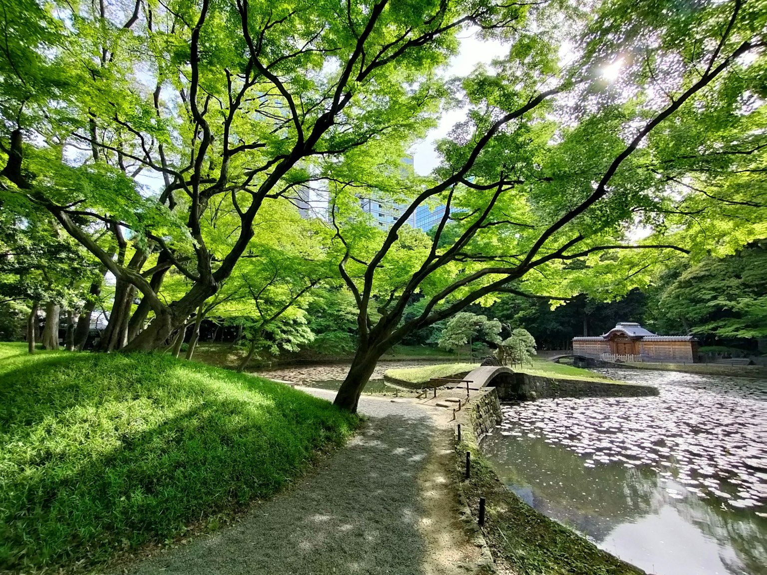 Lush green park path with a pond and trees