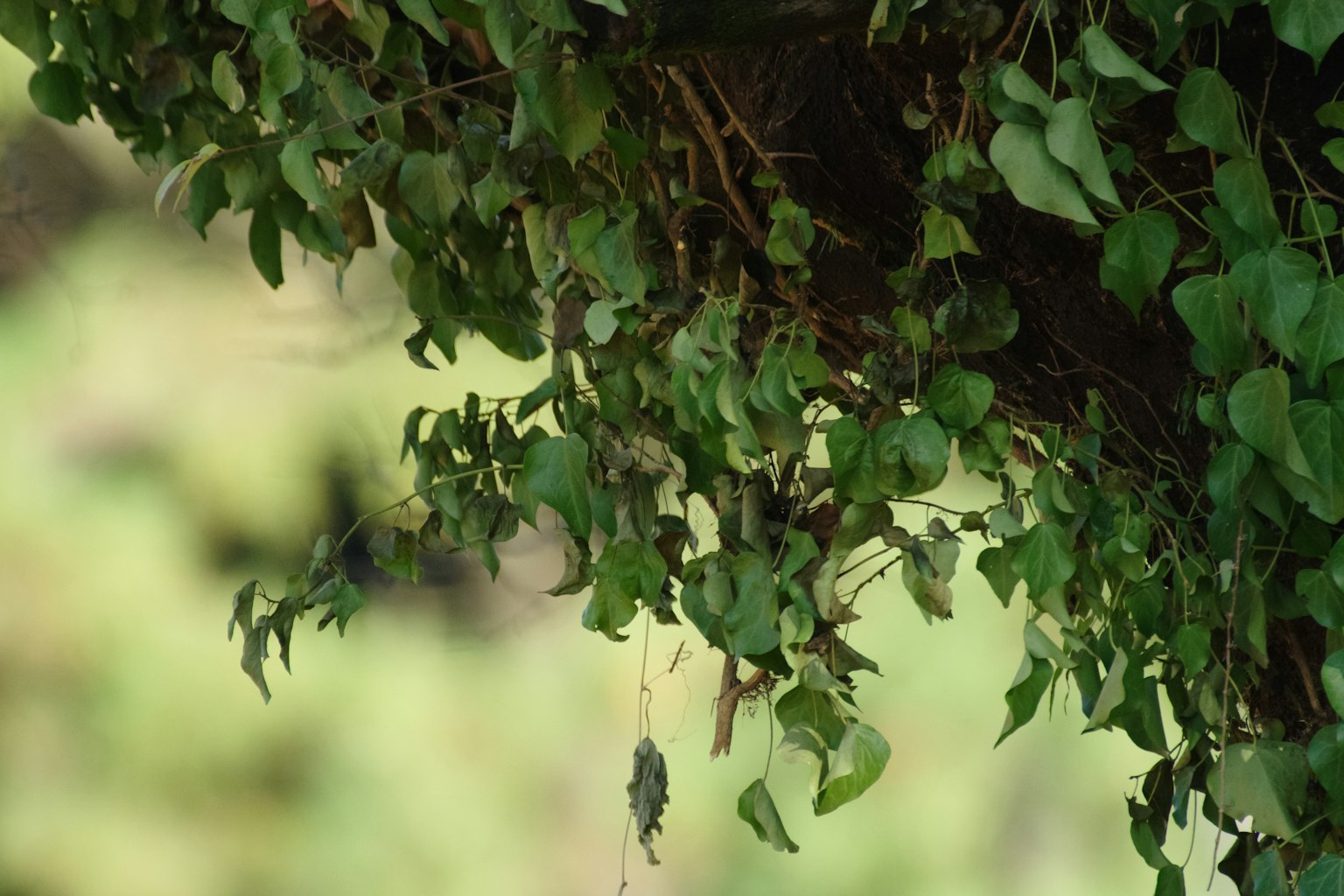 Close-up of green leaves on a tree branch