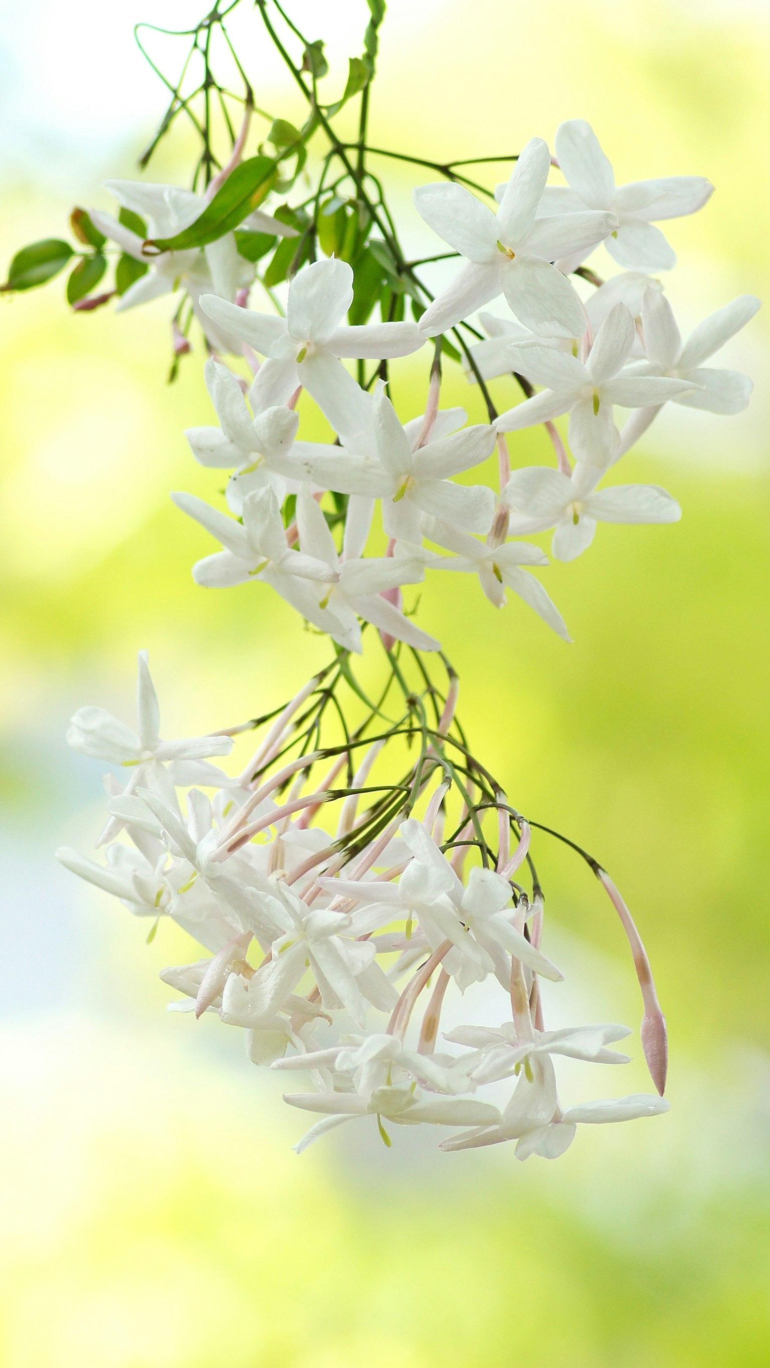 Racimos de flores de jazmín blancas colgando sobre un suave fondo verde
