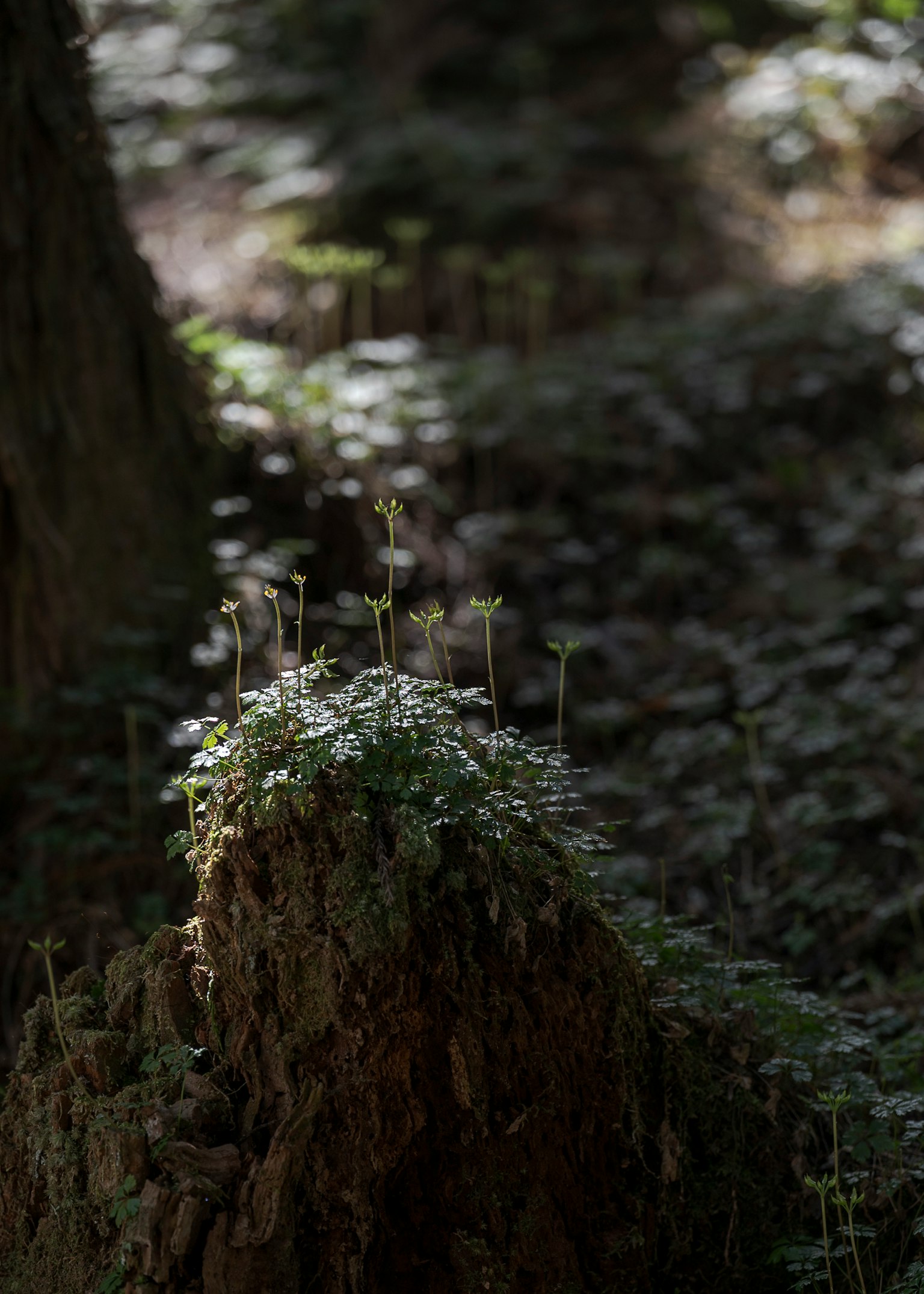 Small plants and green moss growing at the base of a tree in a forest