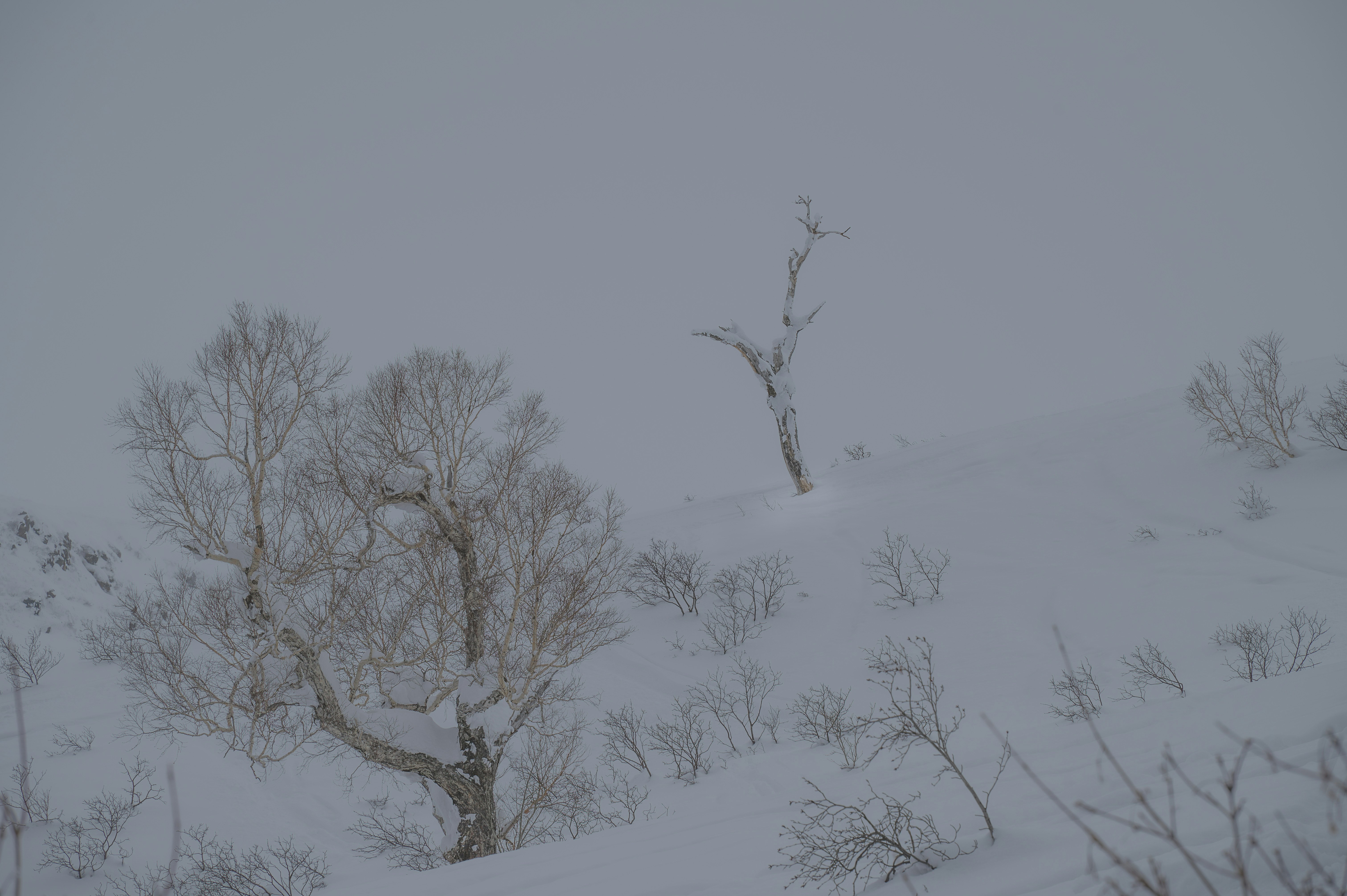 静寂にたつ雪の中の木々