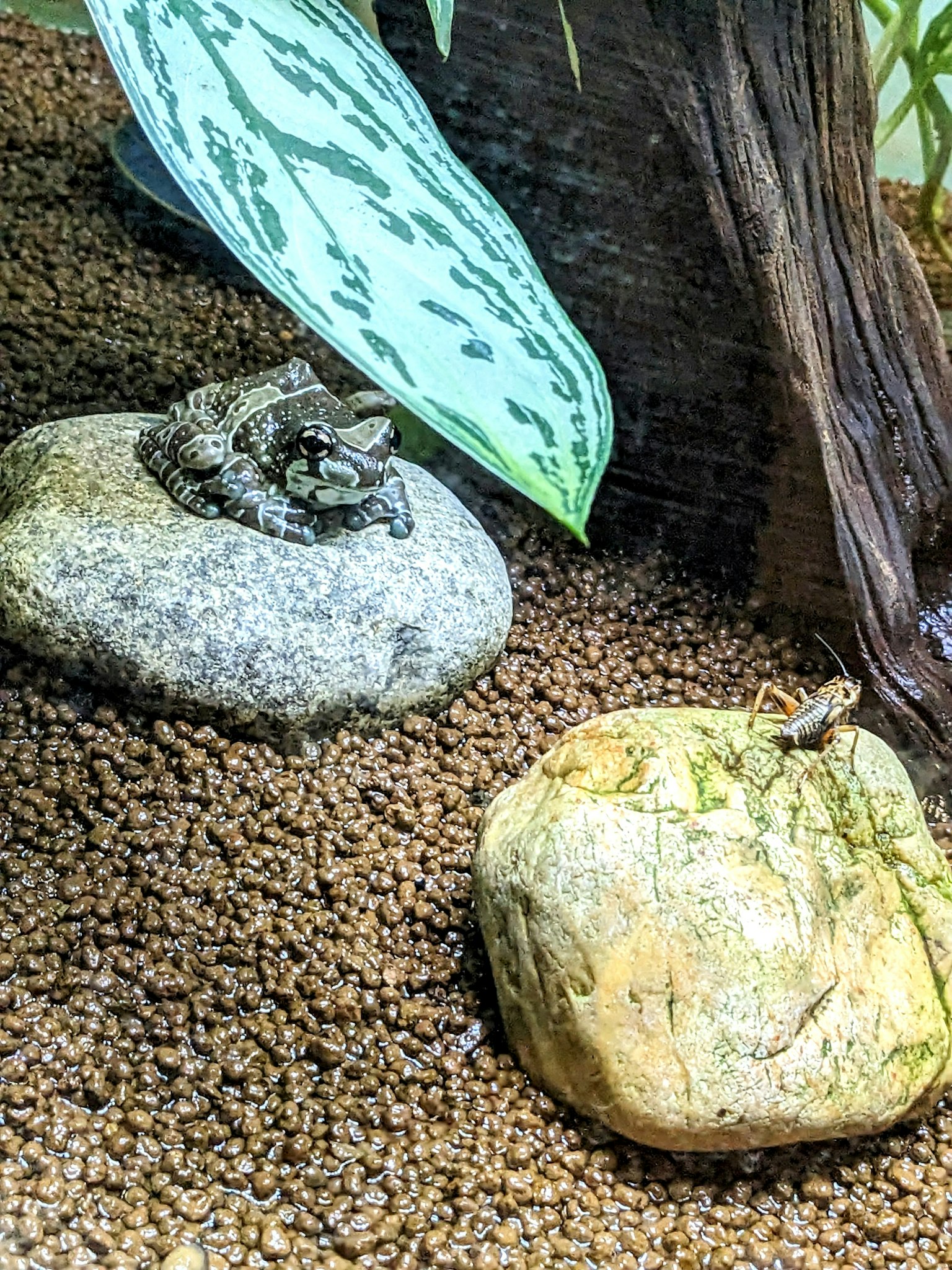 Rana che riposa su una pietra con vegetazione sullo sfondo