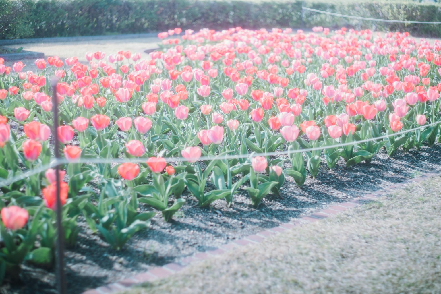 Un champ vibrant de tulipes roses en fleurs dans un jardin