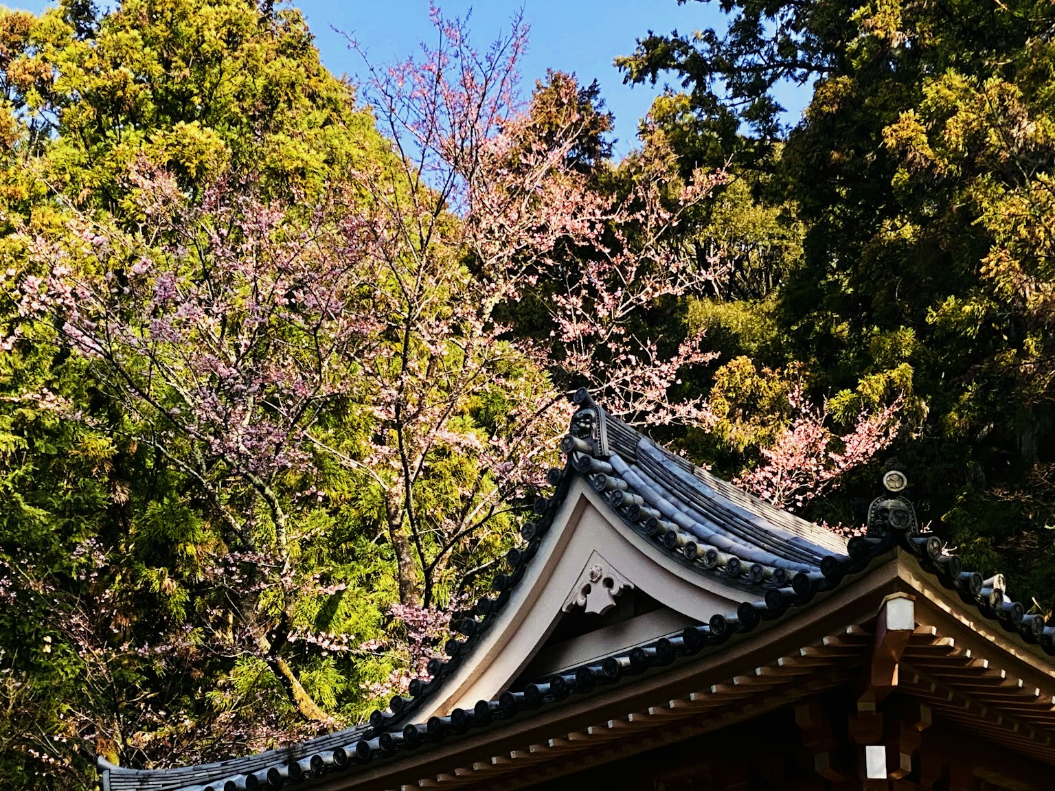 Toit d'un beau temple japonais avec des cerisiers en fleurs en arrière-plan