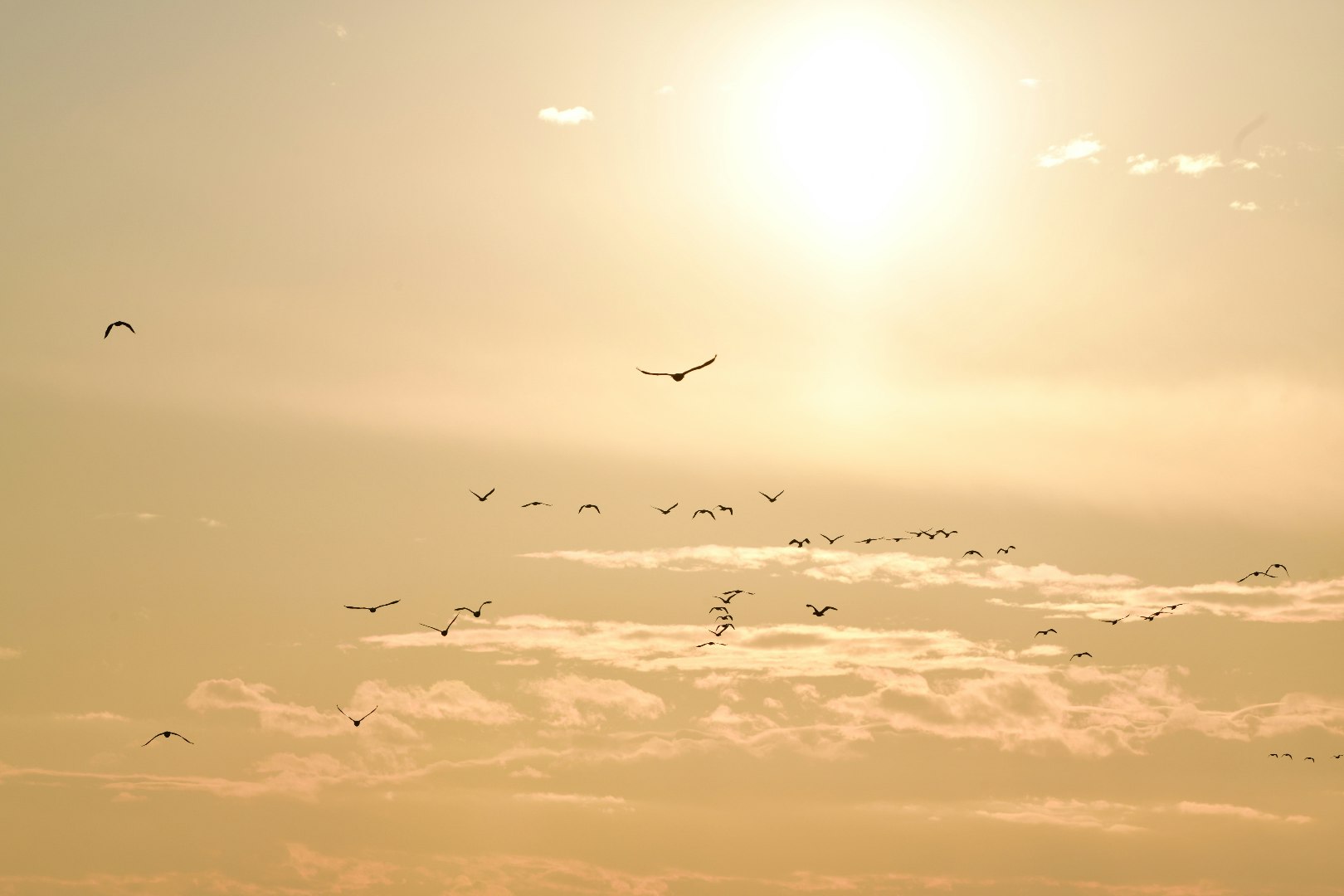 夕陽に向かって飛ぶ鳥の群れと広がる空