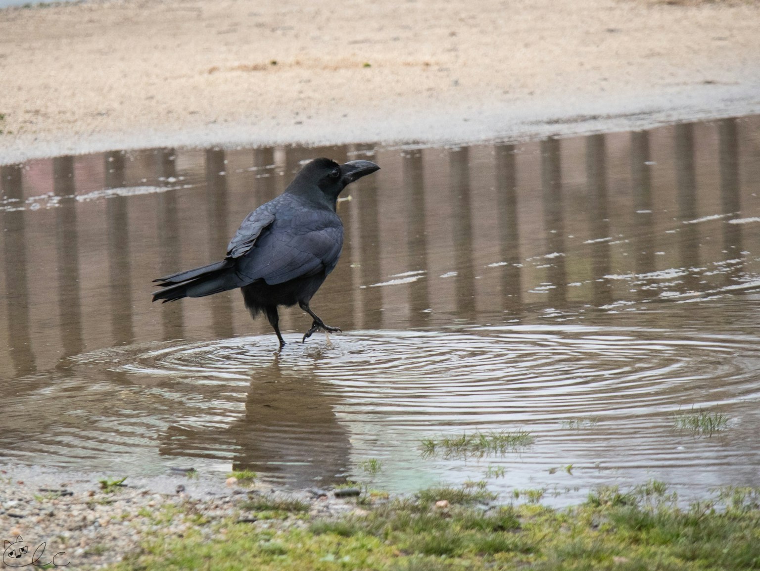 Un cuervo negro caminando en un charco creando ondas